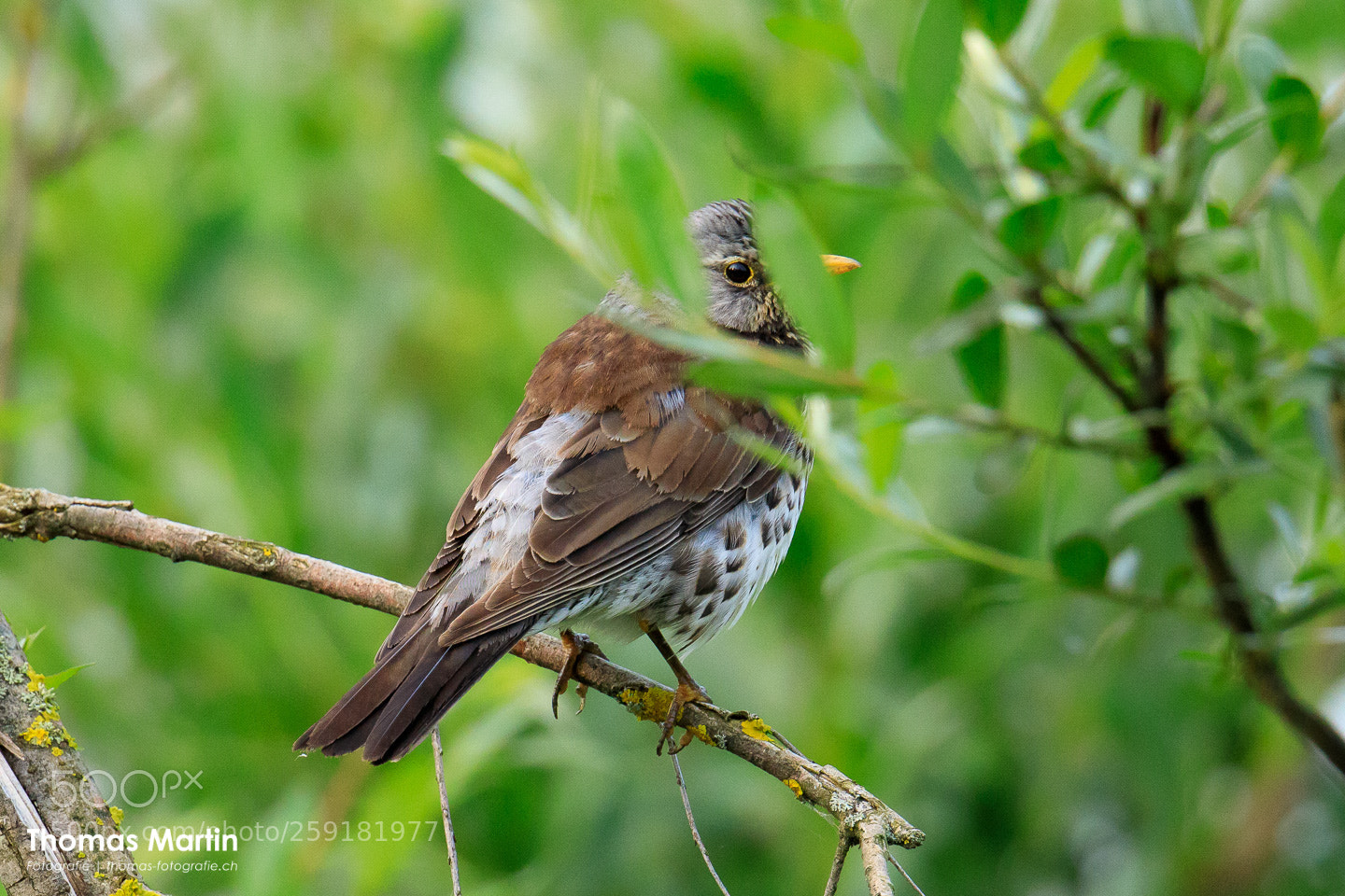 Canon EOS 5D Mark IV sample photo. Fieldfare photography