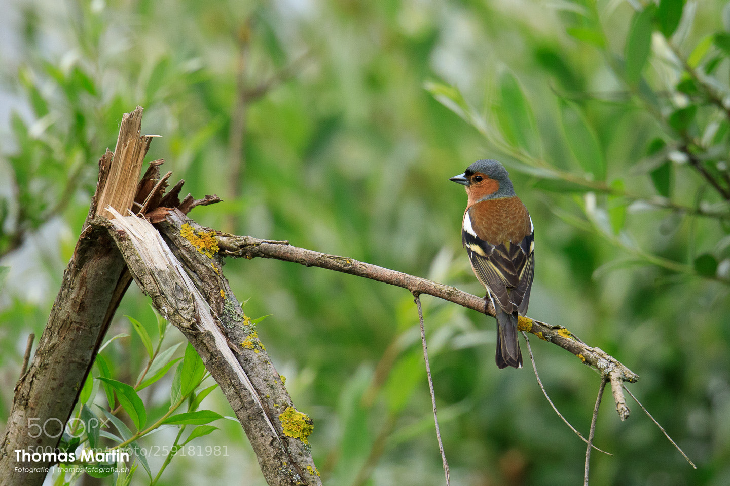 Canon EOS 5D Mark IV sample photo. Chaffinch photography
