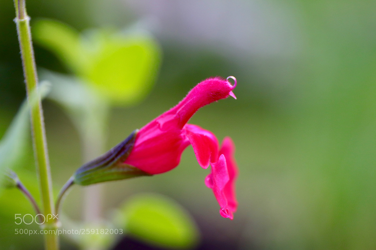 Canon EOS 77D (EOS 9000D / EOS 770D) sample photo. Black currant sage photography