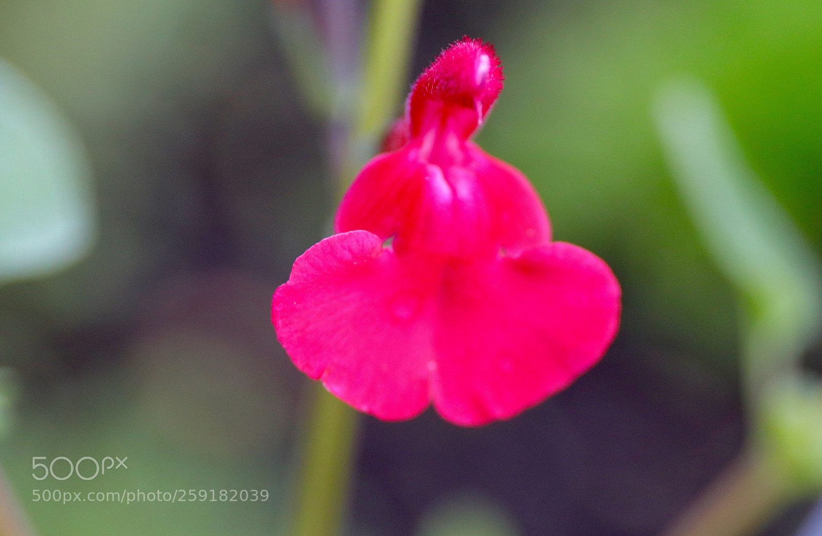 Canon EOS 77D (EOS 9000D / EOS 770D) sample photo. Black currant sage photography