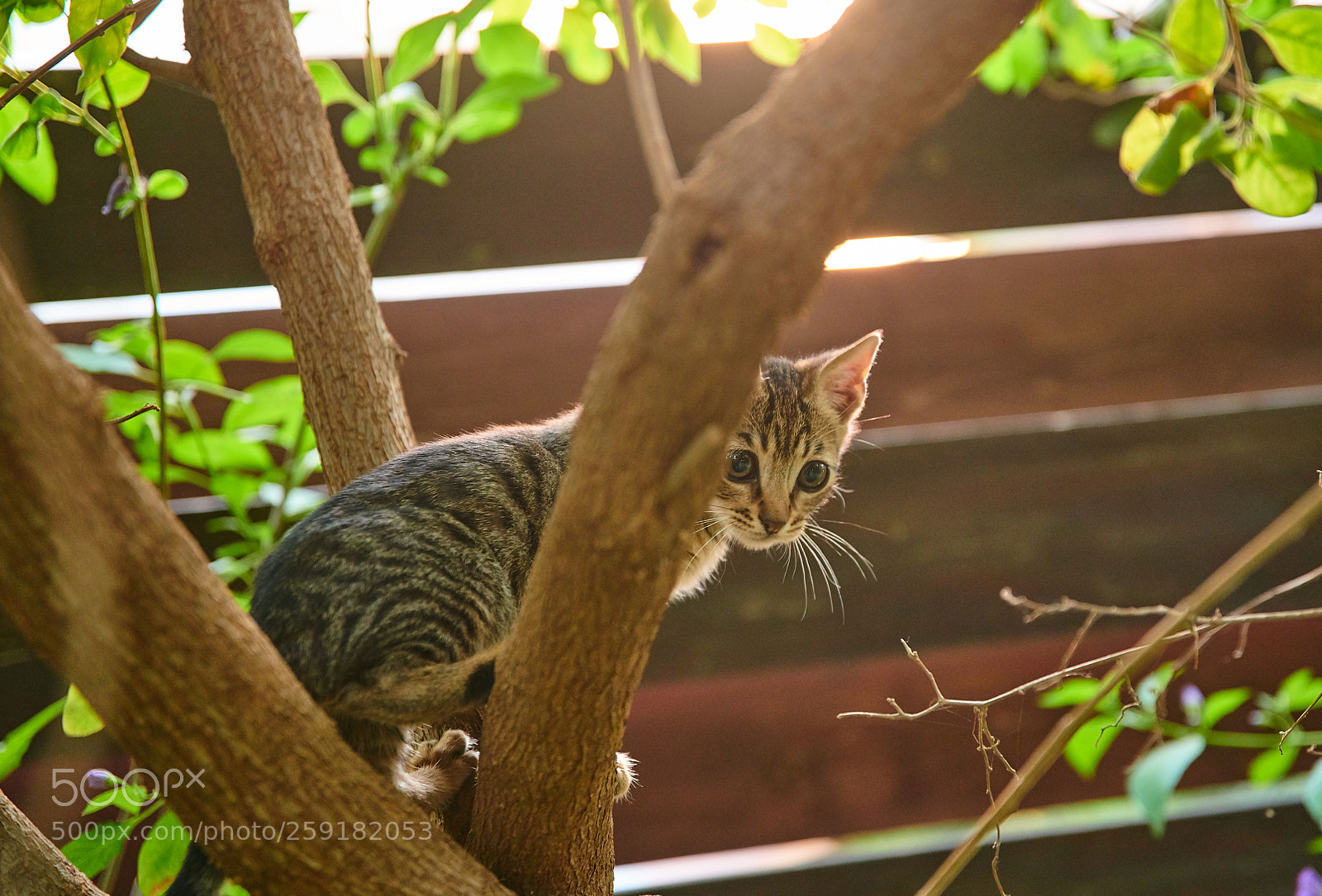 Nikon D850 sample photo. Young hunter photography