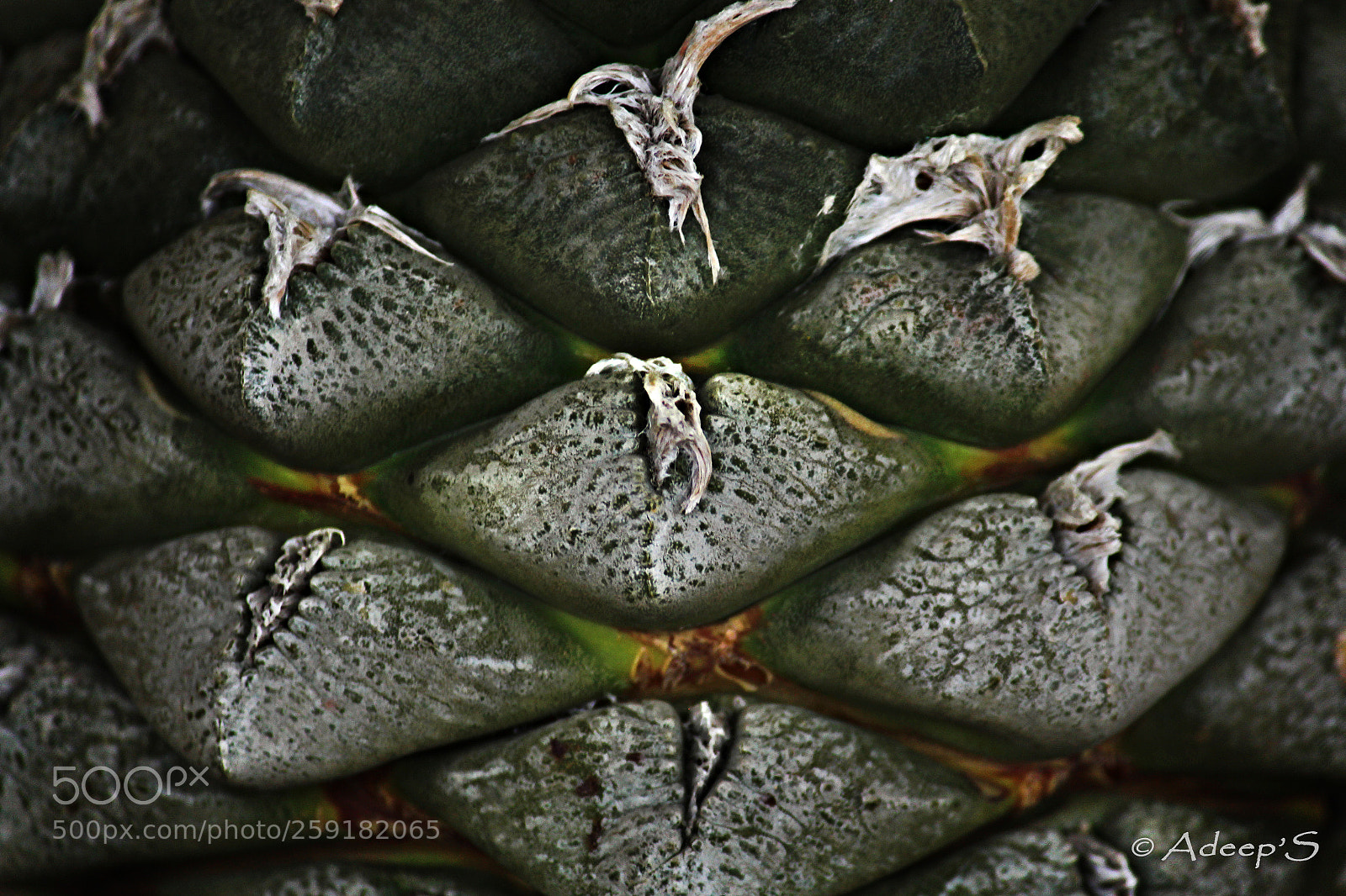 Canon EOS 700D (EOS Rebel T5i / EOS Kiss X7i) sample photo. Abstract..  cactus... photography