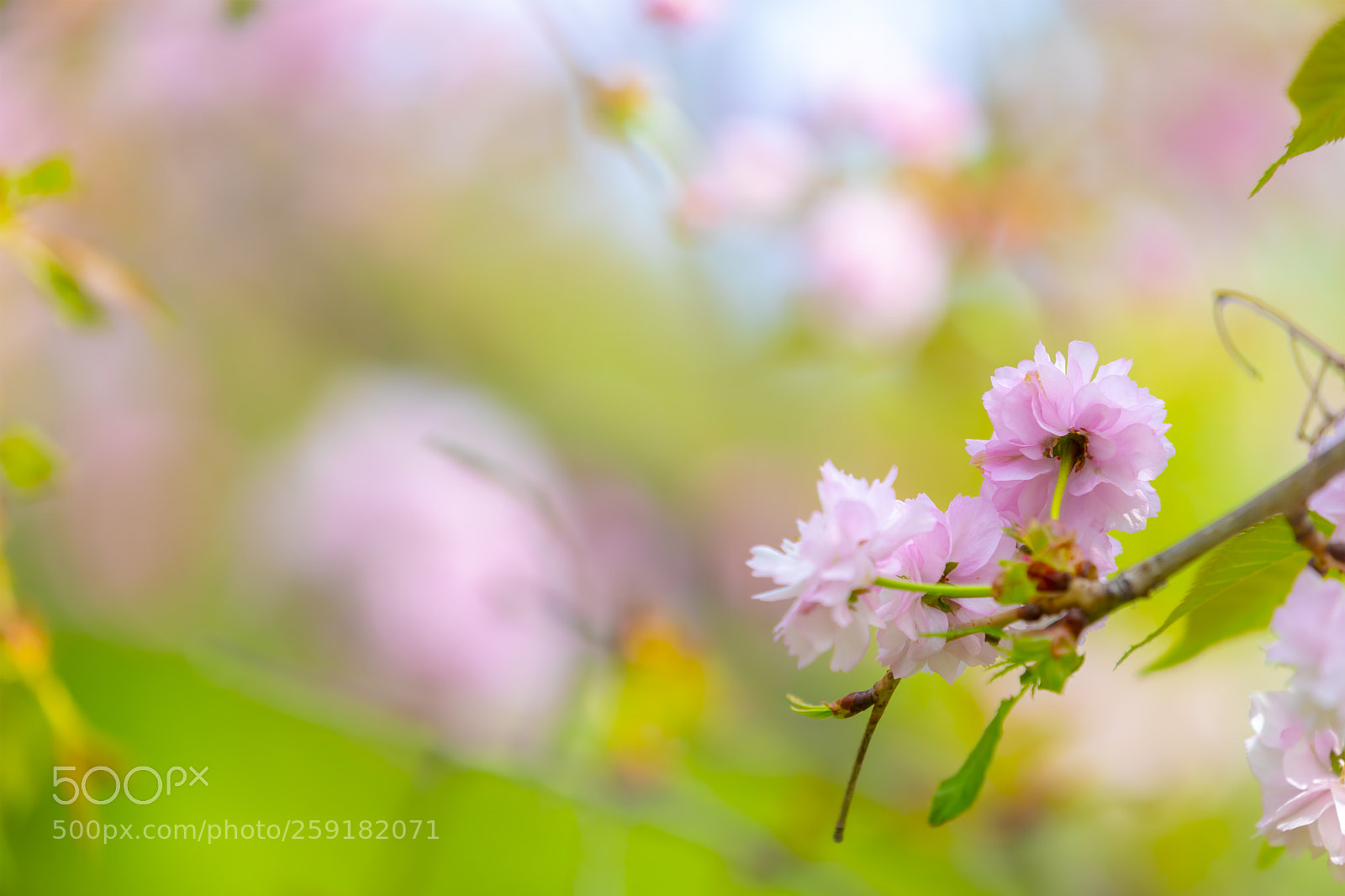 Canon EOS 5D Mark IV sample photo. Blossom tree over nature photography