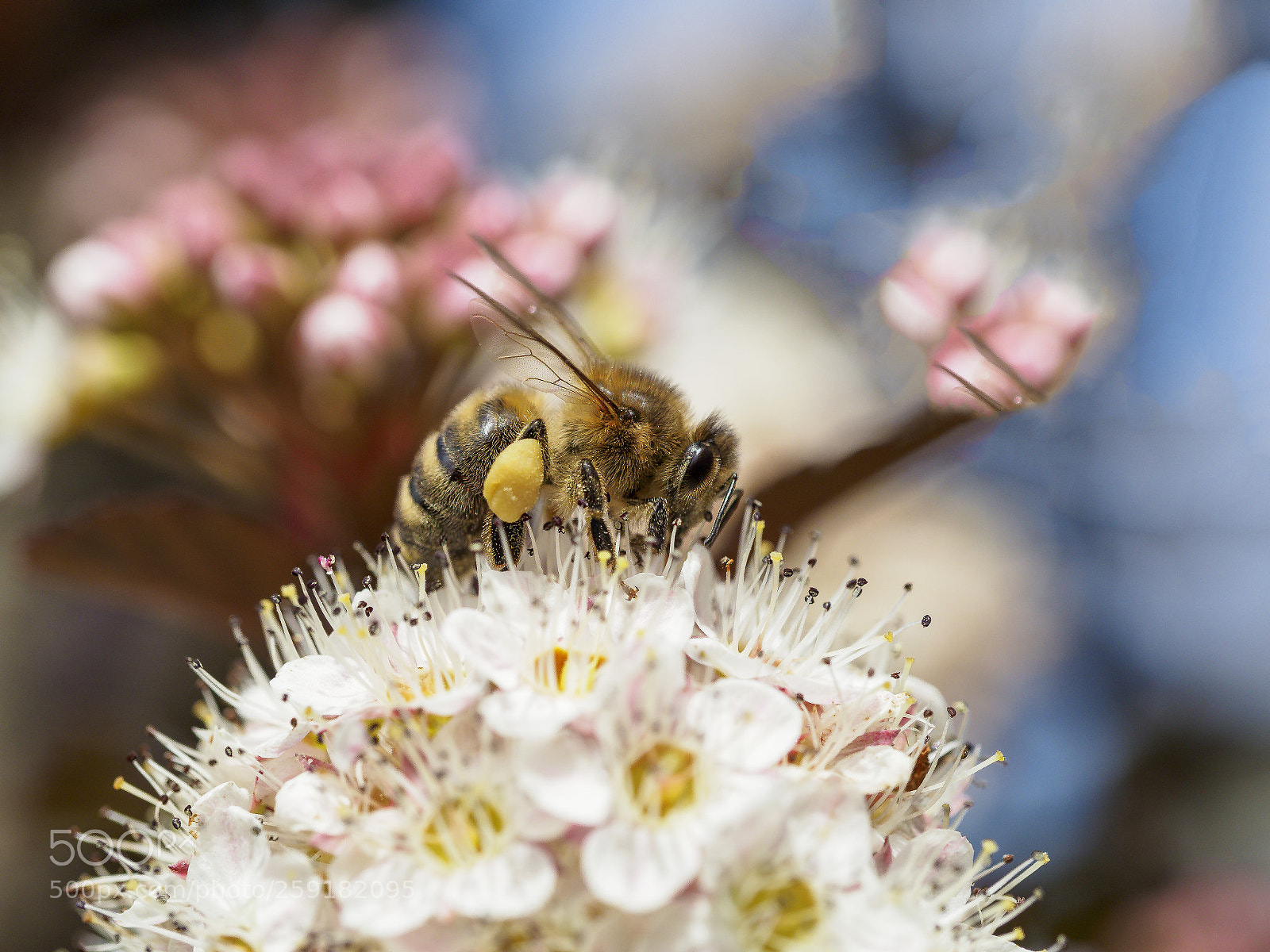 Olympus OM-D E-M1 Mark II sample photo. Collecting that nectar photography