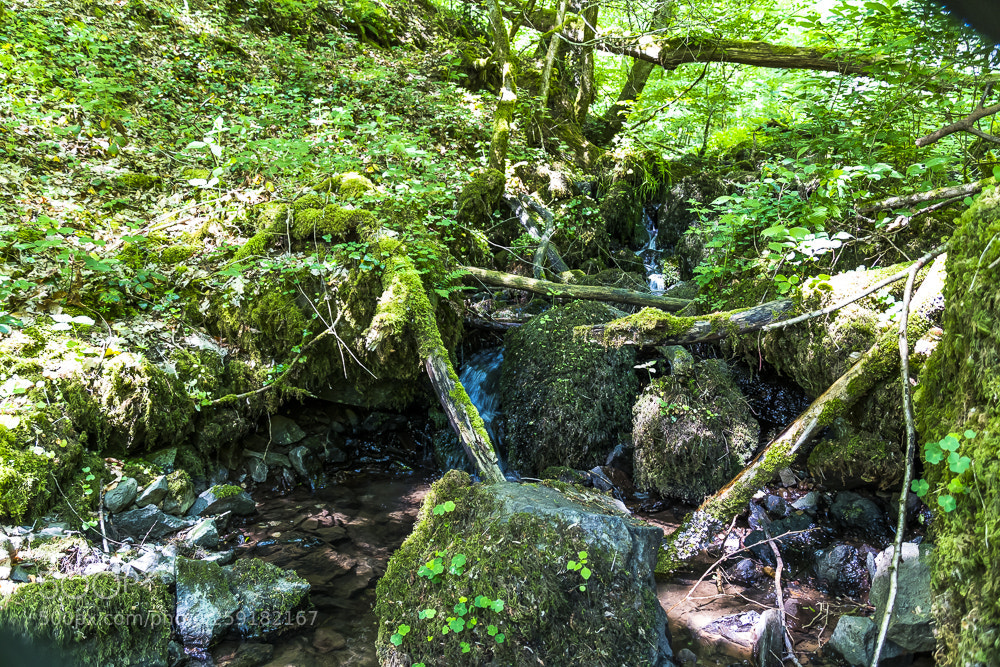 Nikon D500 sample photo. Greenstones photography