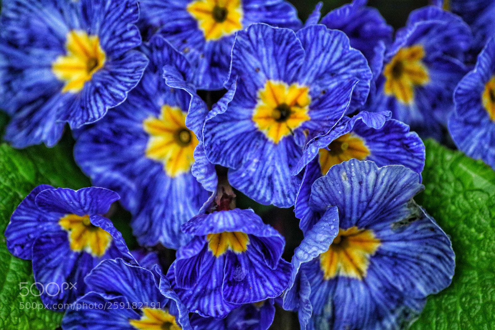 Canon EOS 750D (EOS Rebel T6i / EOS Kiss X8i) sample photo. True blue photography