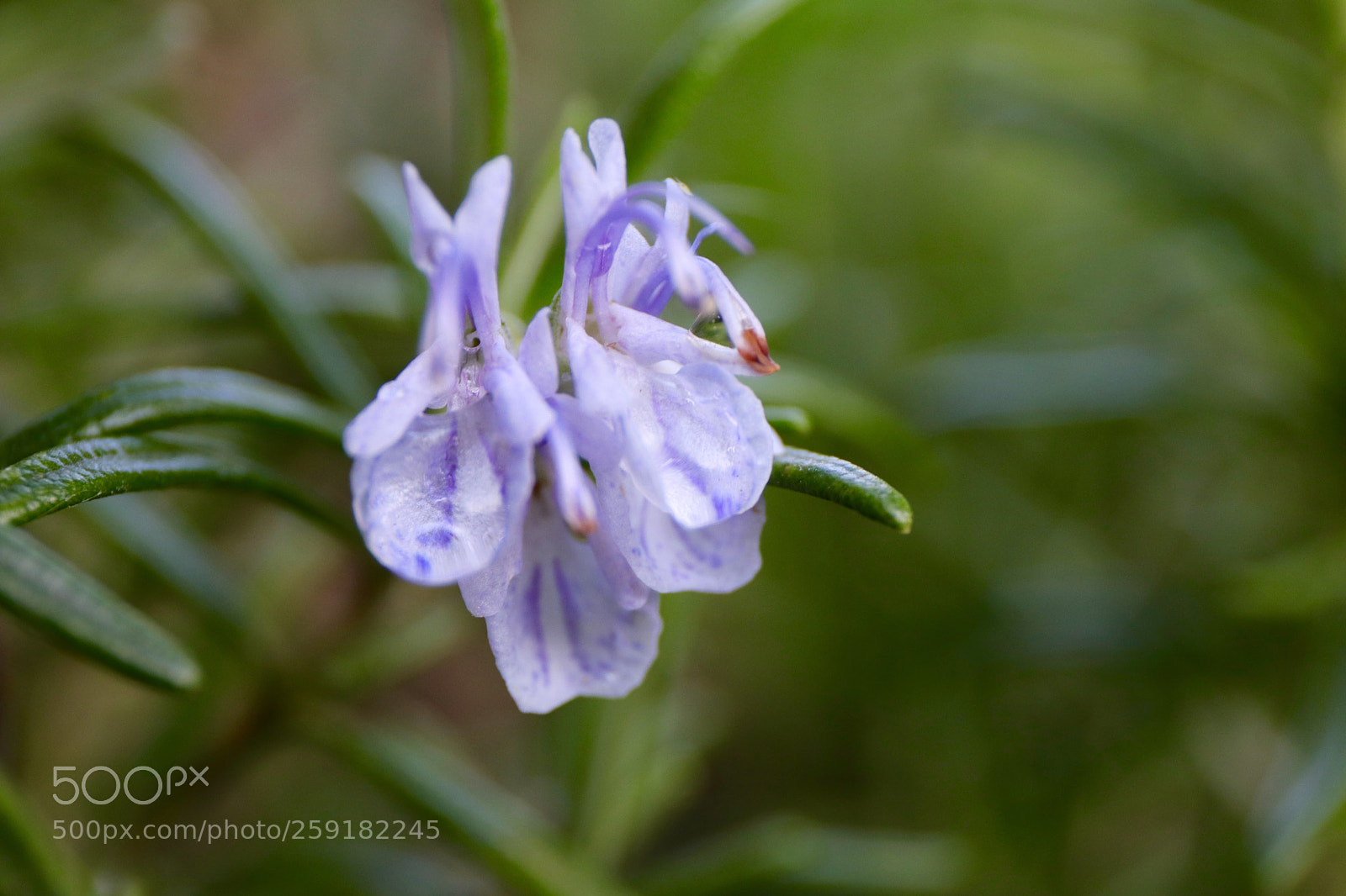 Canon EOS 77D (EOS 9000D / EOS 770D) sample photo. Rosemary photography