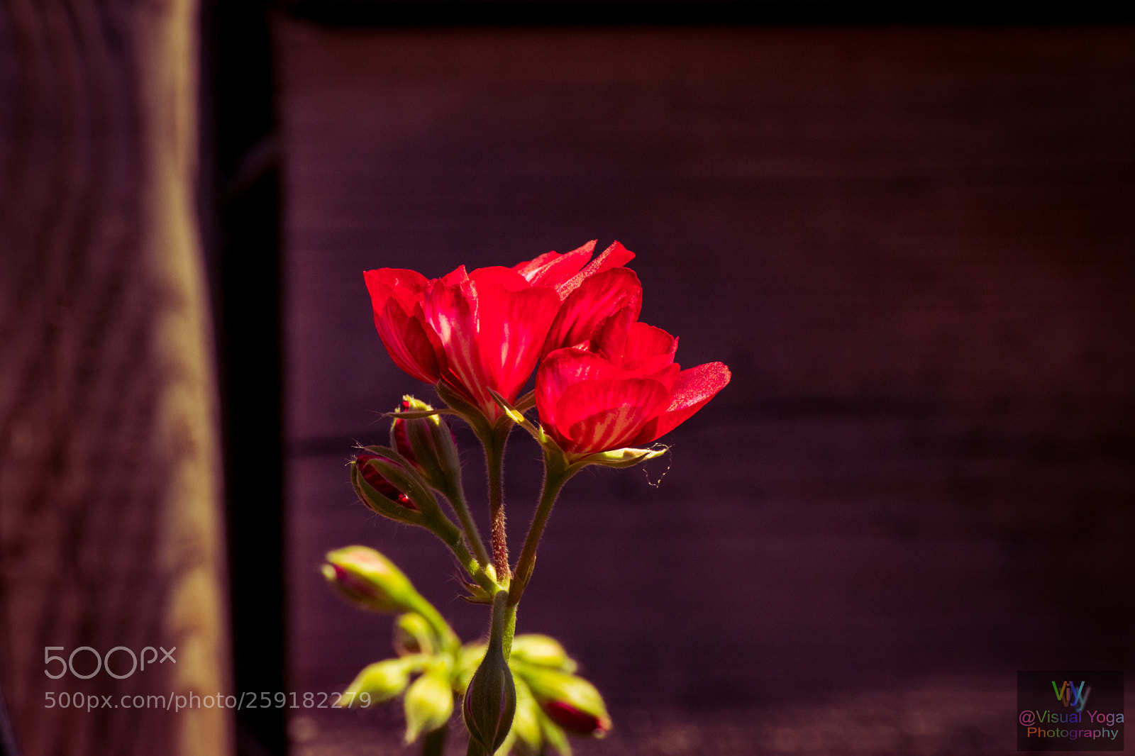 Canon EOS 80D sample photo. Red is beautiful  photography