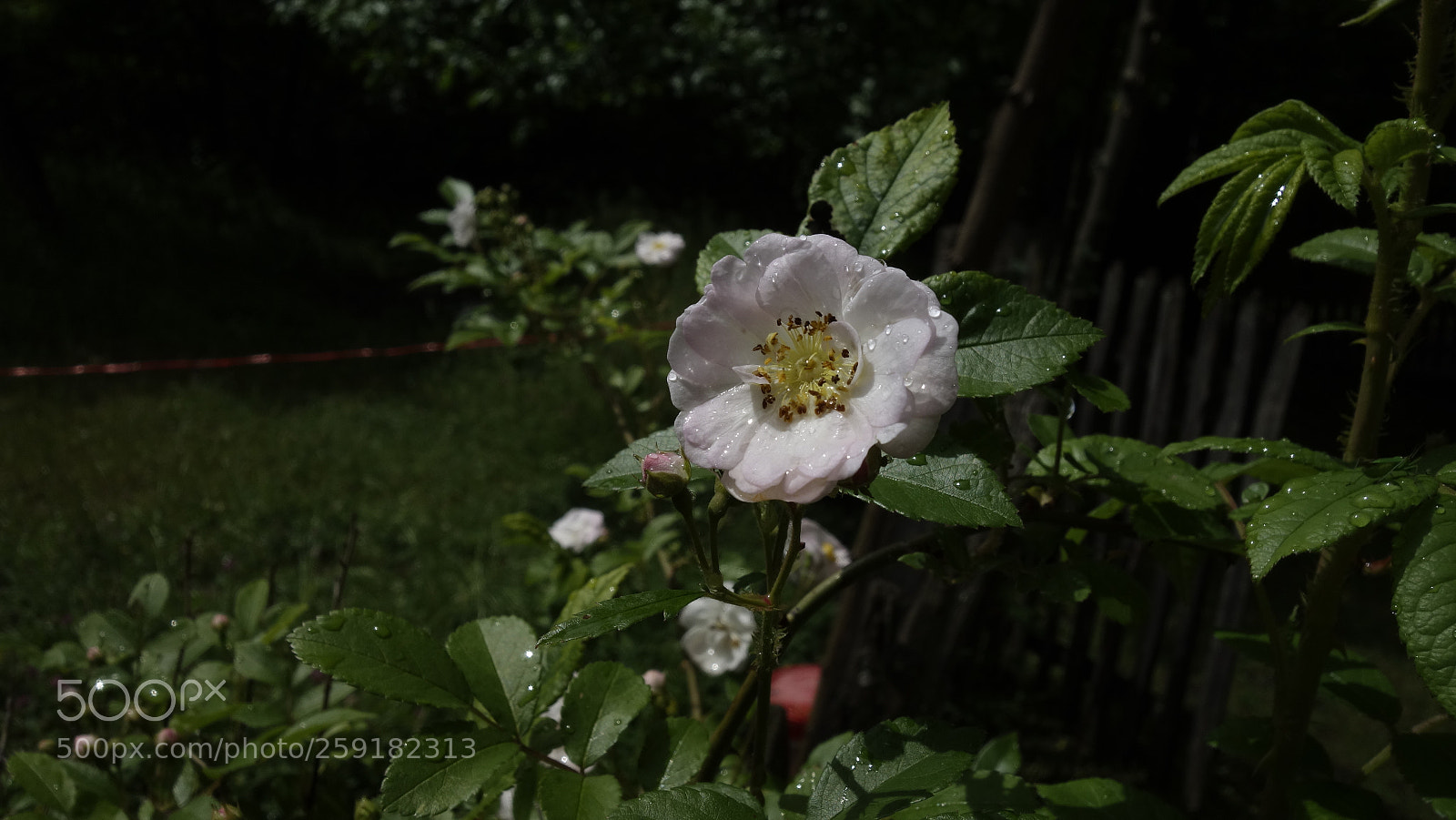 Sony Cyber-shot DSC-RX100 sample photo. Little rose photography