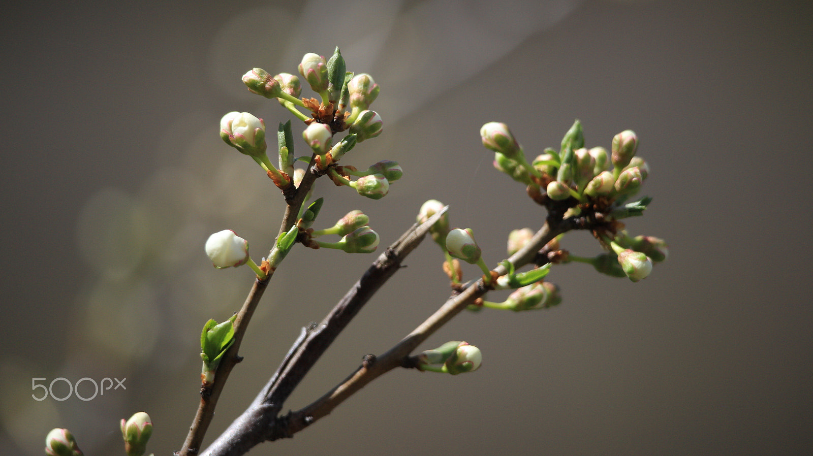 Canon EOS M sample photo. New spring photography