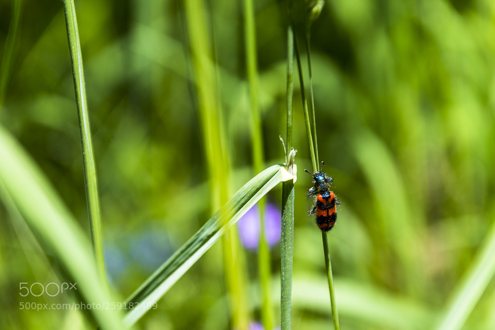 Nikon D500 sample photo. Little life great photography