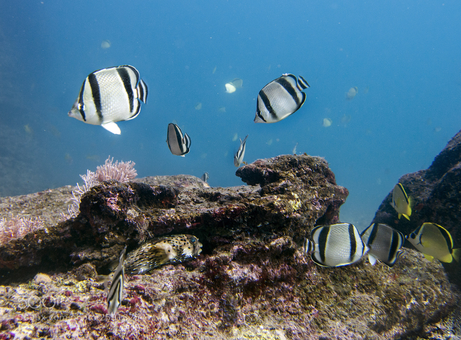 Nikon D7200 sample photo. Ocean life photography