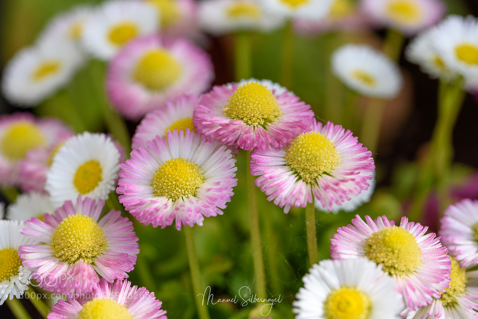 Nikon D750 sample photo. Pink and white dream photography