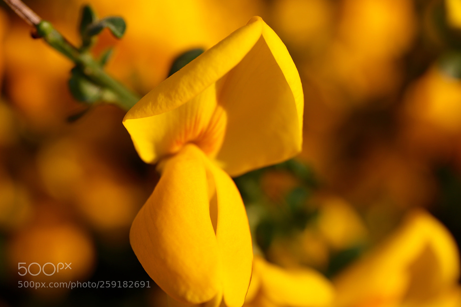 Canon EOS 77D (EOS 9000D / EOS 770D) sample photo. Broom photography