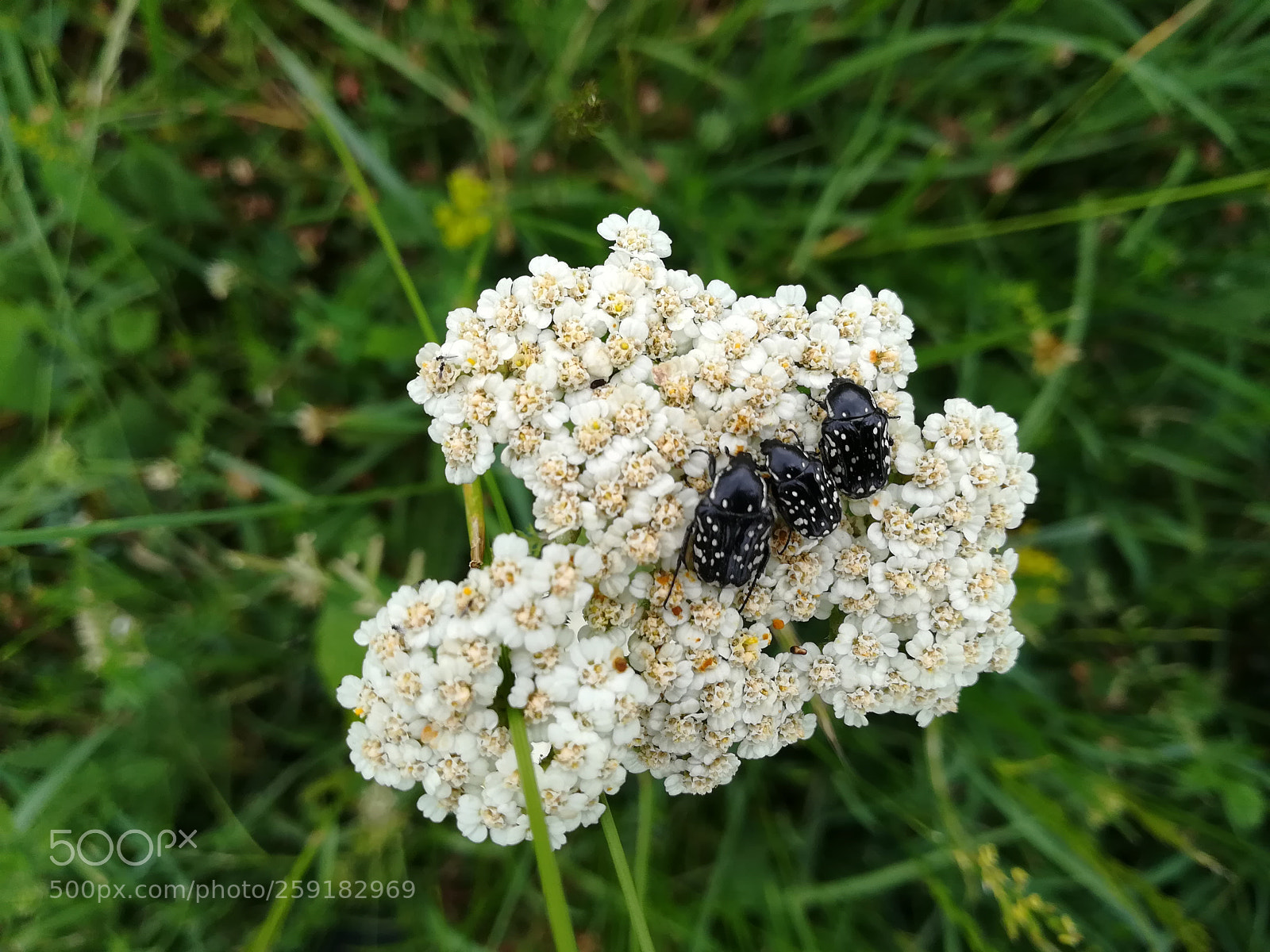 HUAWEI P10 lite sample photo. 3... photography