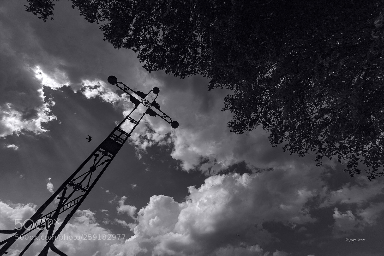 Pentax K-1 sample photo. L'oiseau photography
