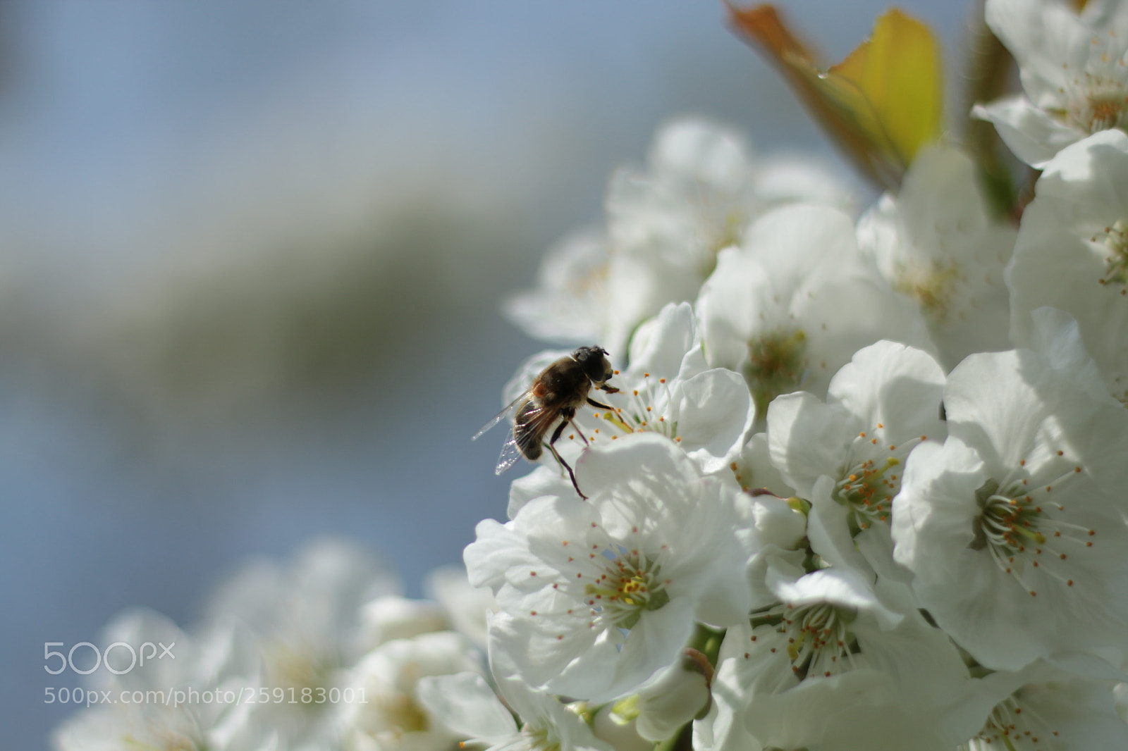 Canon EOS 70D + Canon EF 50mm F1.8 STM sample photo. Untitled photography