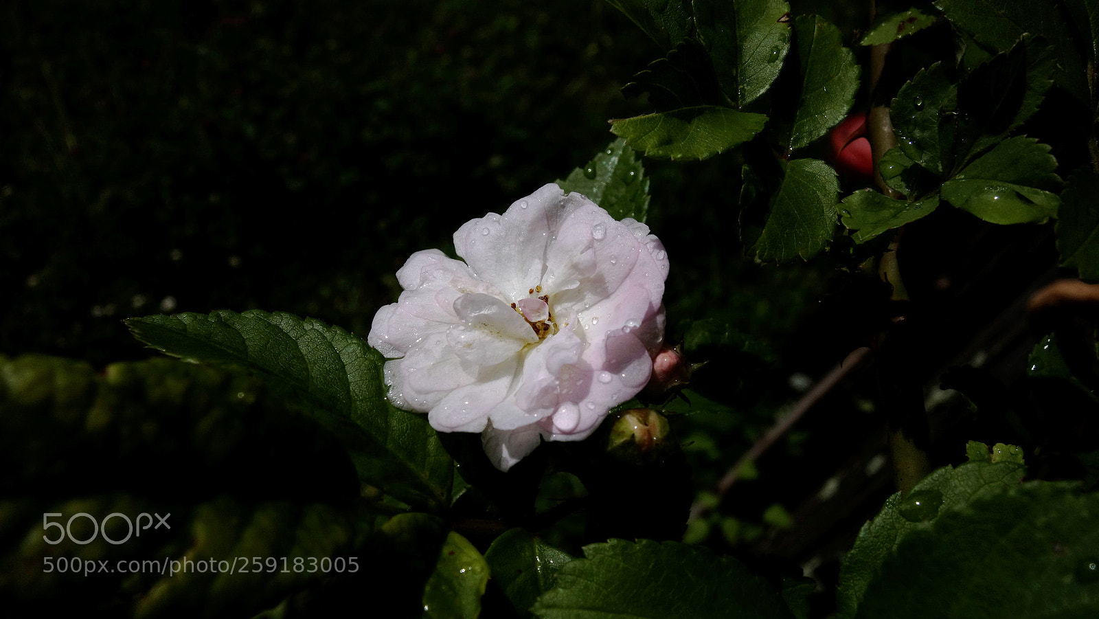 Sony Cyber-shot DSC-RX100 sample photo. Just a rose photography