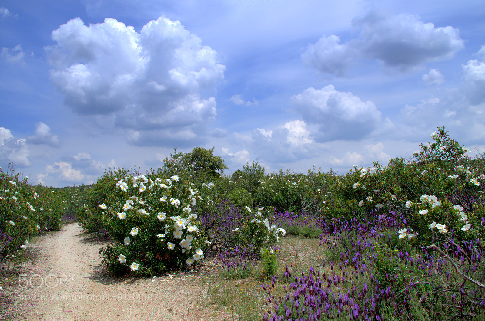 Pentax K-50 sample photo. Spring photography