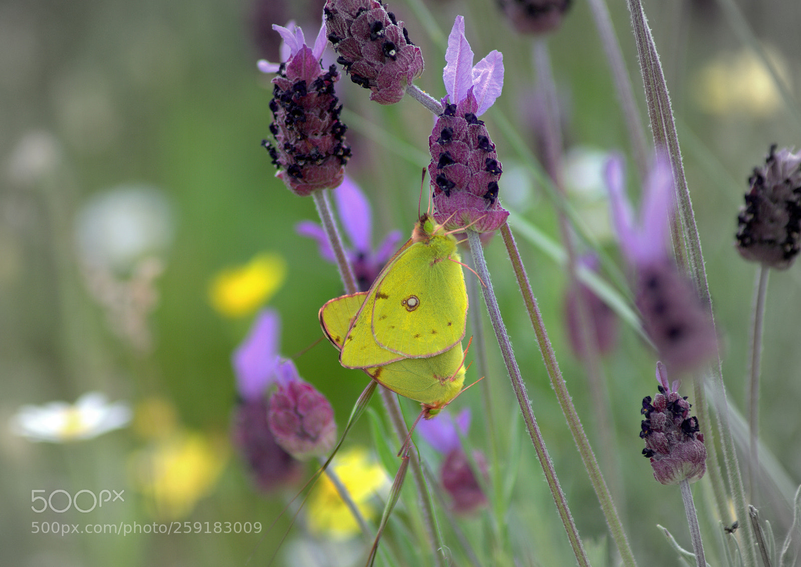 Pentax K-50 sample photo. Loves of butterflies  1 photography