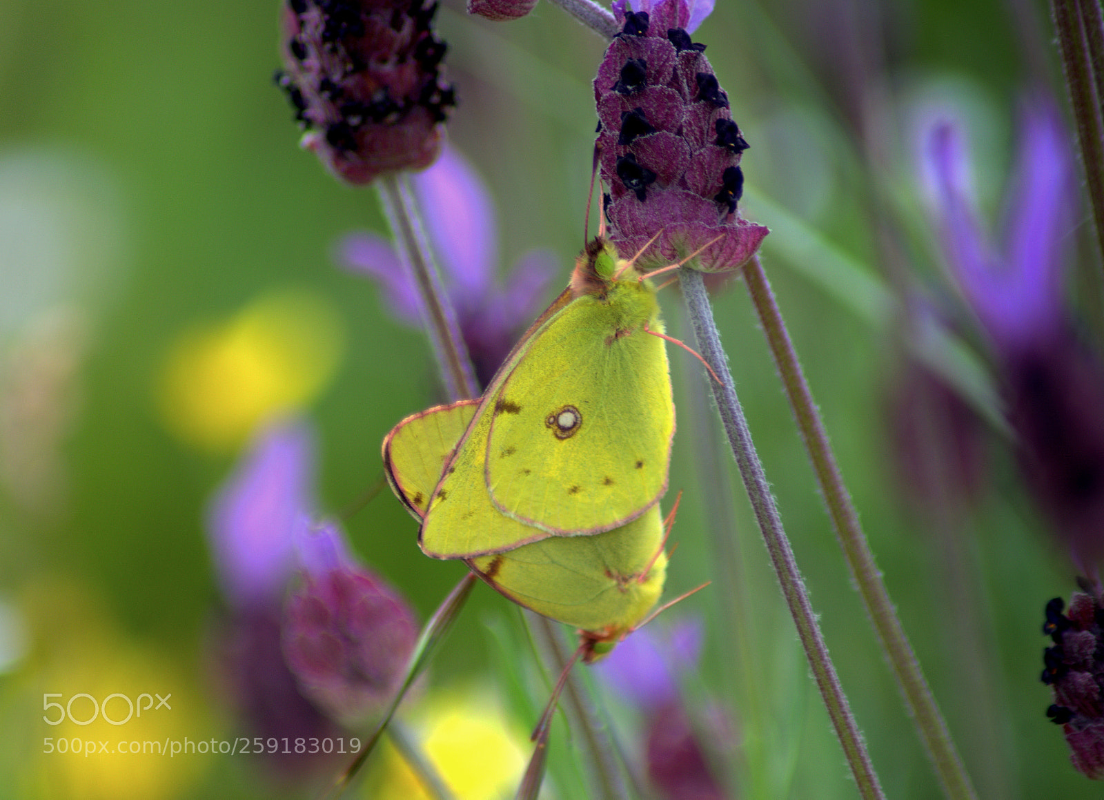 Pentax K-50 sample photo. Loves of butterflies  1 photography