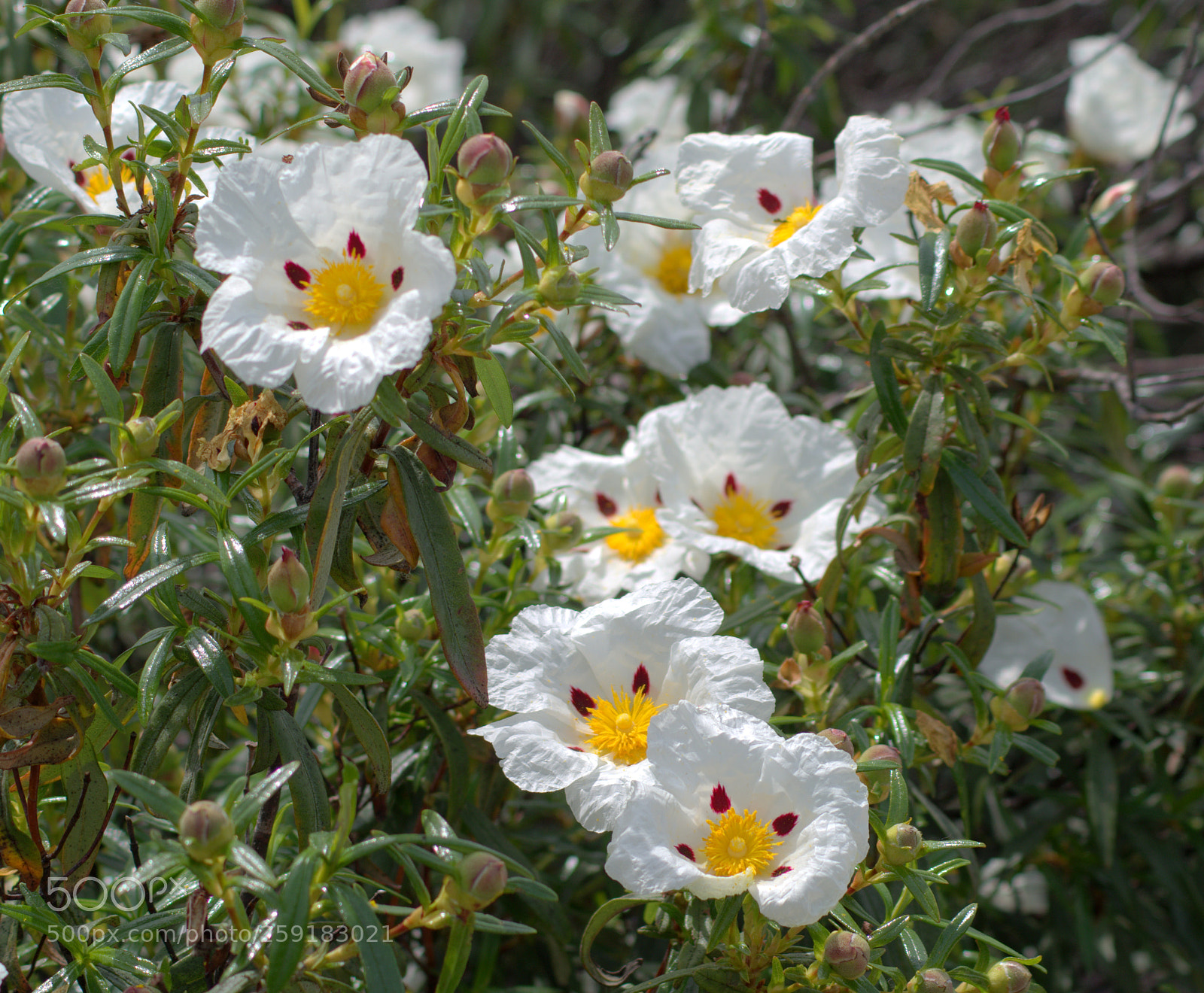 Pentax K-50 sample photo. Rock roses at spain 1 photography