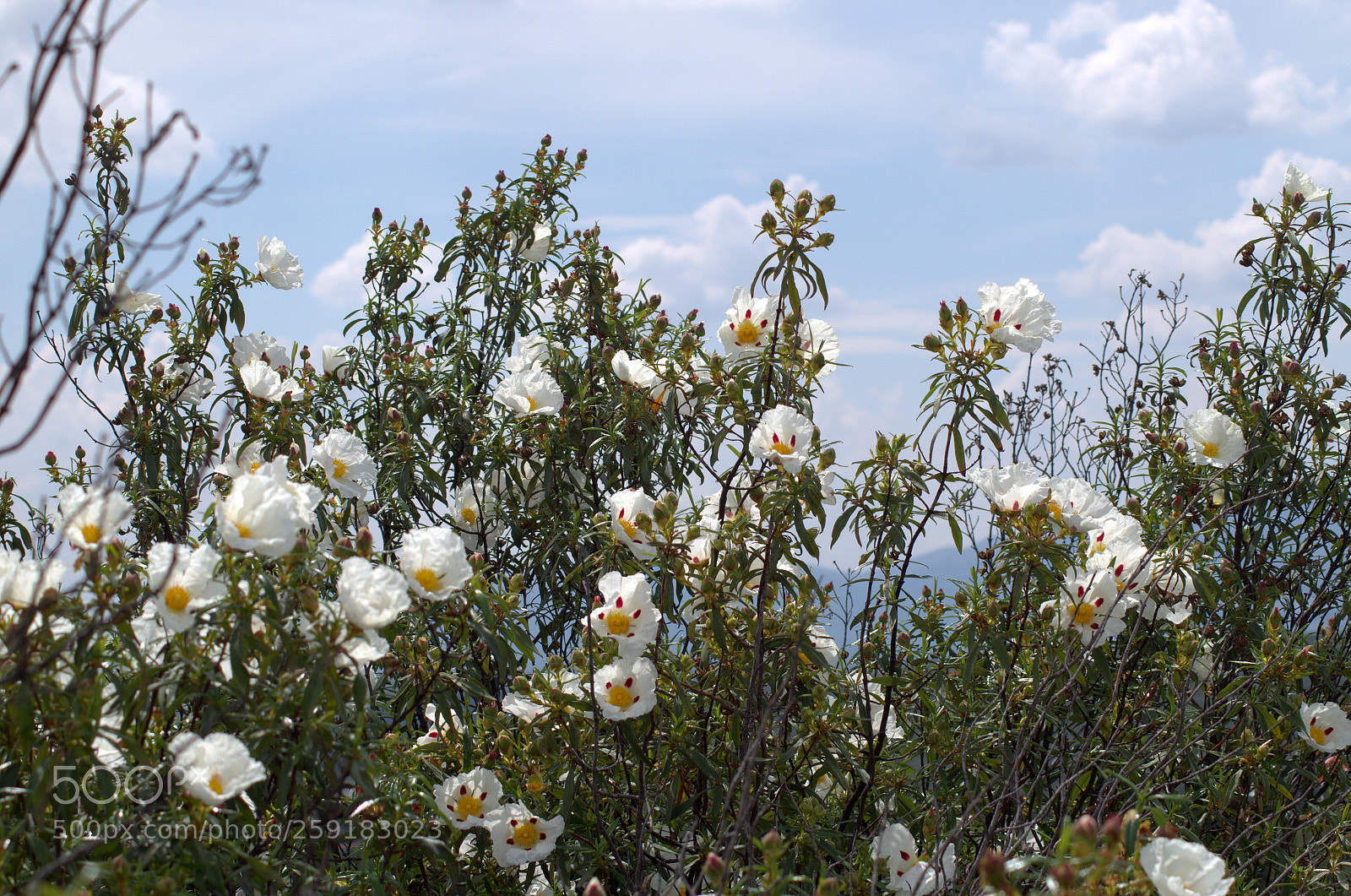 Pentax K-50 sample photo. Rock roses at spain 2 photography