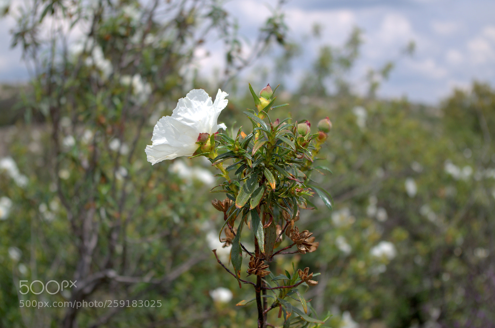 Pentax K-50 sample photo. Rock roses at spain 3 photography