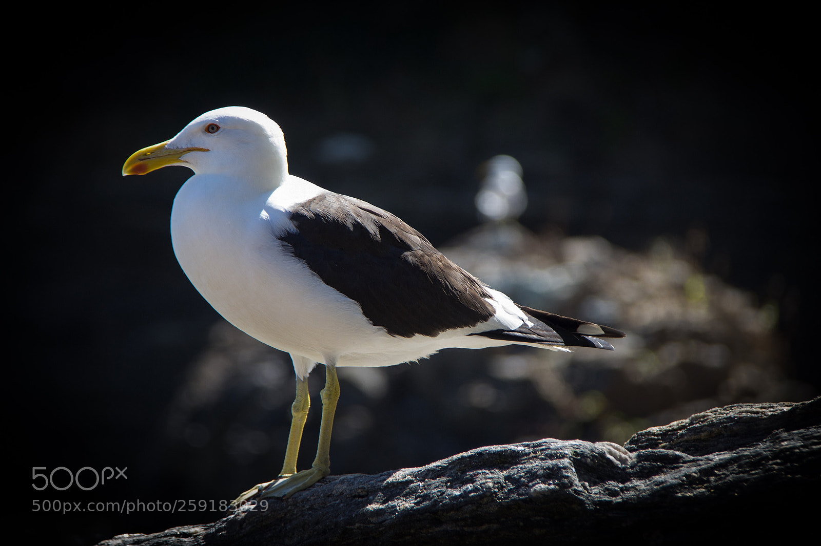 Canon EOS 700D (EOS Rebel T5i / EOS Kiss X7i) sample photo. Seagulls photography