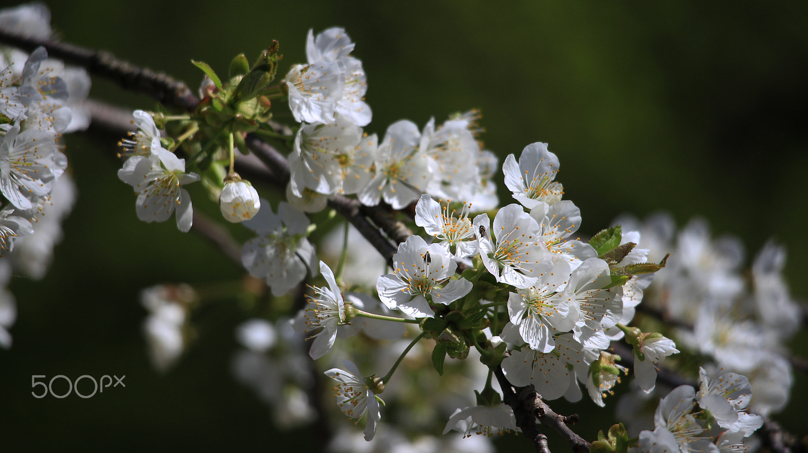 Canon EOS M sample photo. Sweet blossom photography