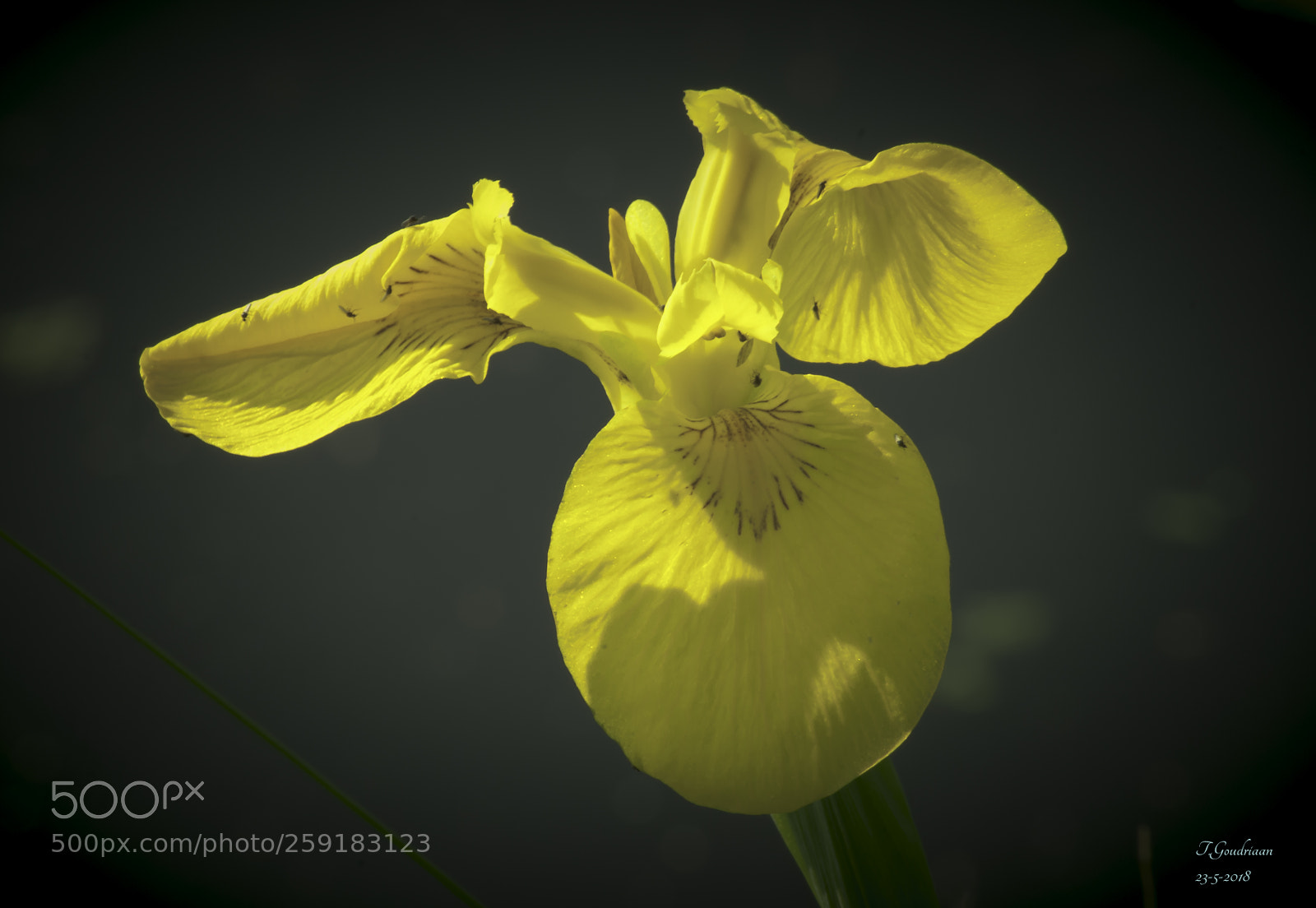 Nikon D5000 sample photo. Yellow iris photography