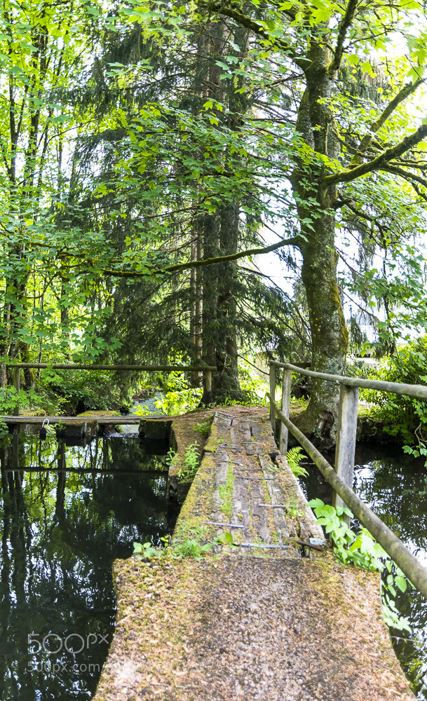 Nikon D500 sample photo. Bridge photography