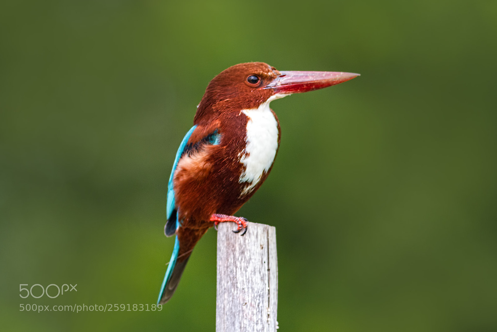 Canon EOS 7D sample photo. White throated kingfisher.. photography