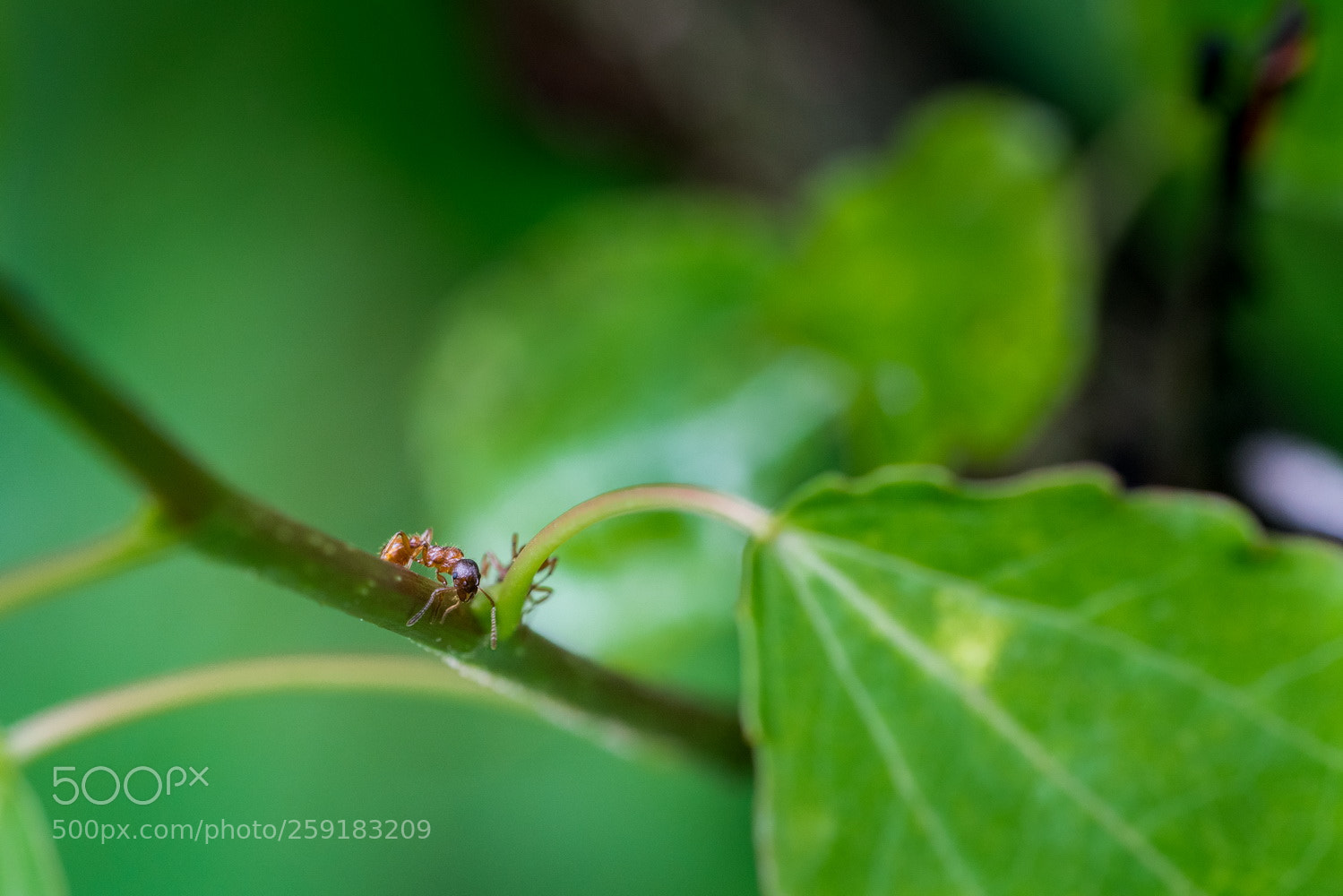Sony a7R III sample photo. *** photography