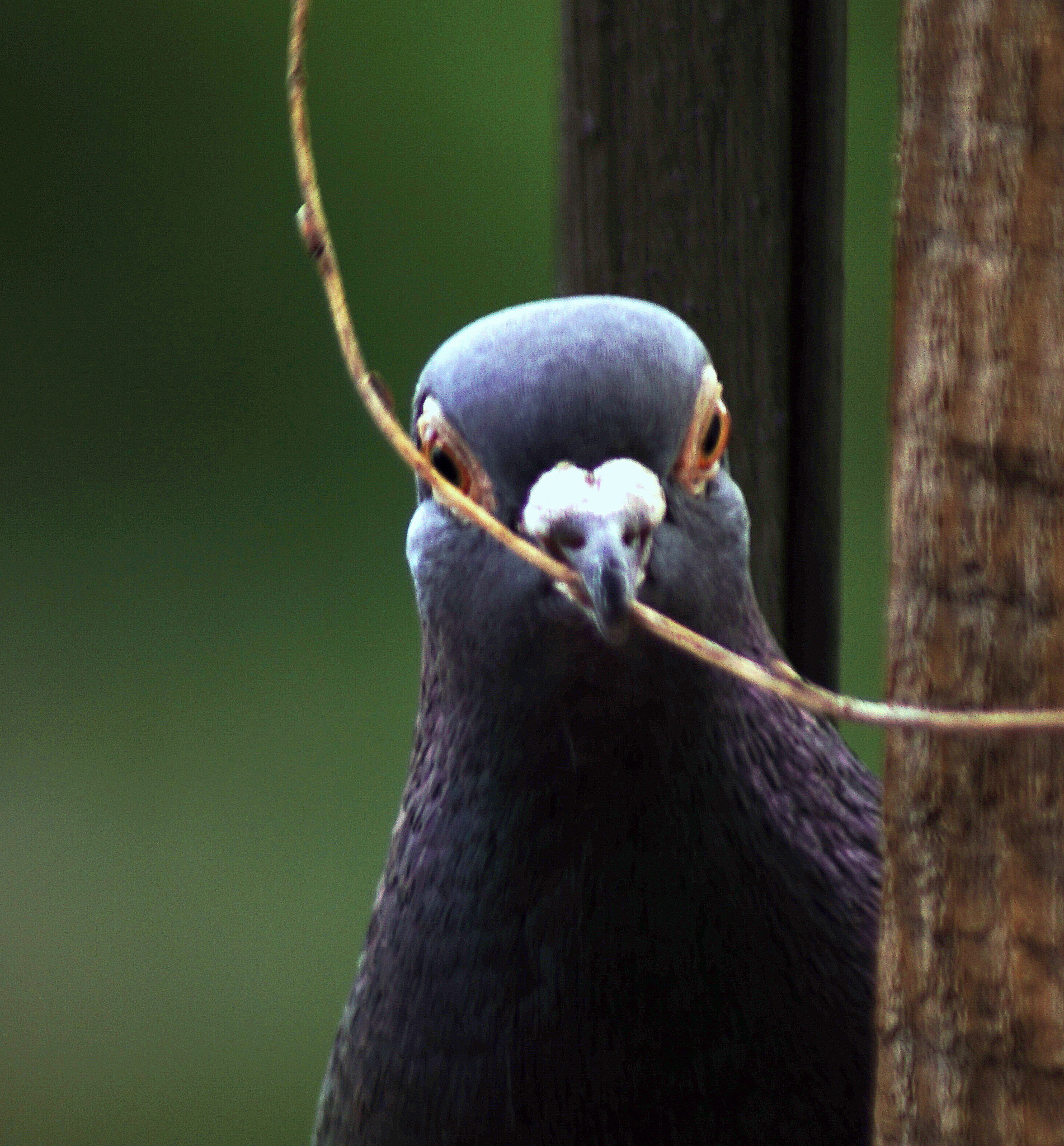 Sony 75-300mm F4.5-5.6 sample photo. A ku ku photography