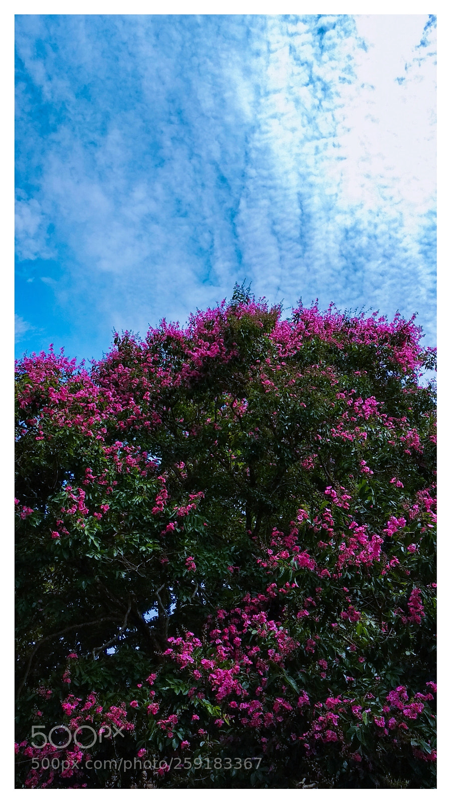 Xiaomi Mi A1 sample photo. Blossom flowers photography