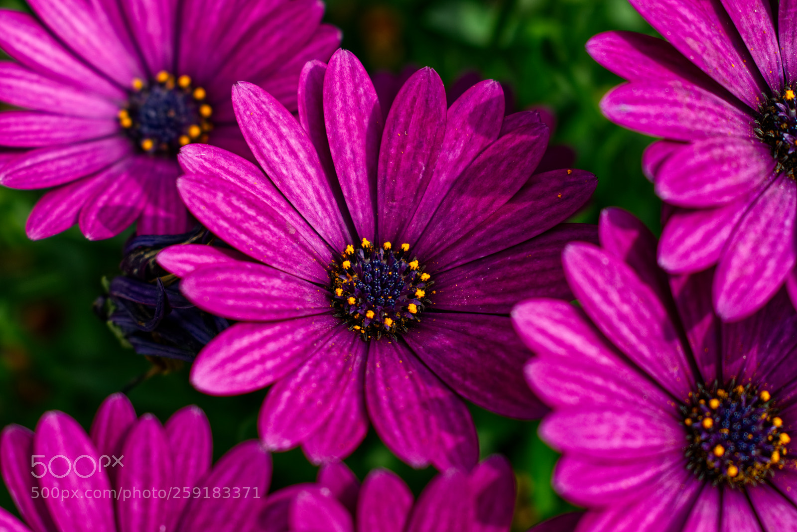Nikon D5300 sample photo. Flower photography