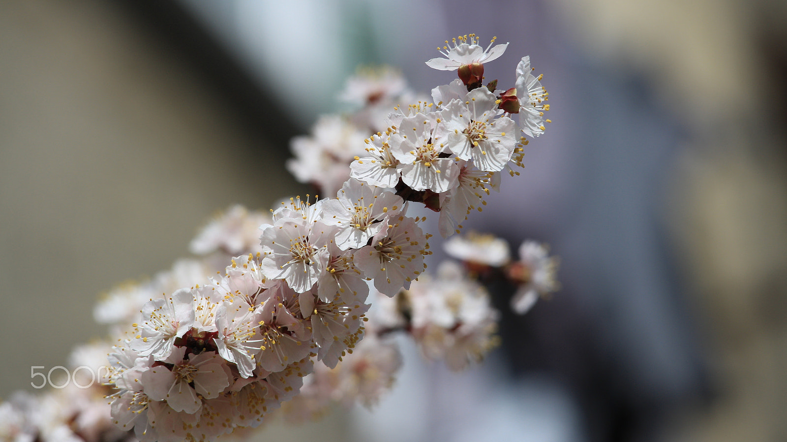Canon EOS M + Canon EF-S 55-250mm F4-5.6 IS STM sample photo. Spring flowers photography