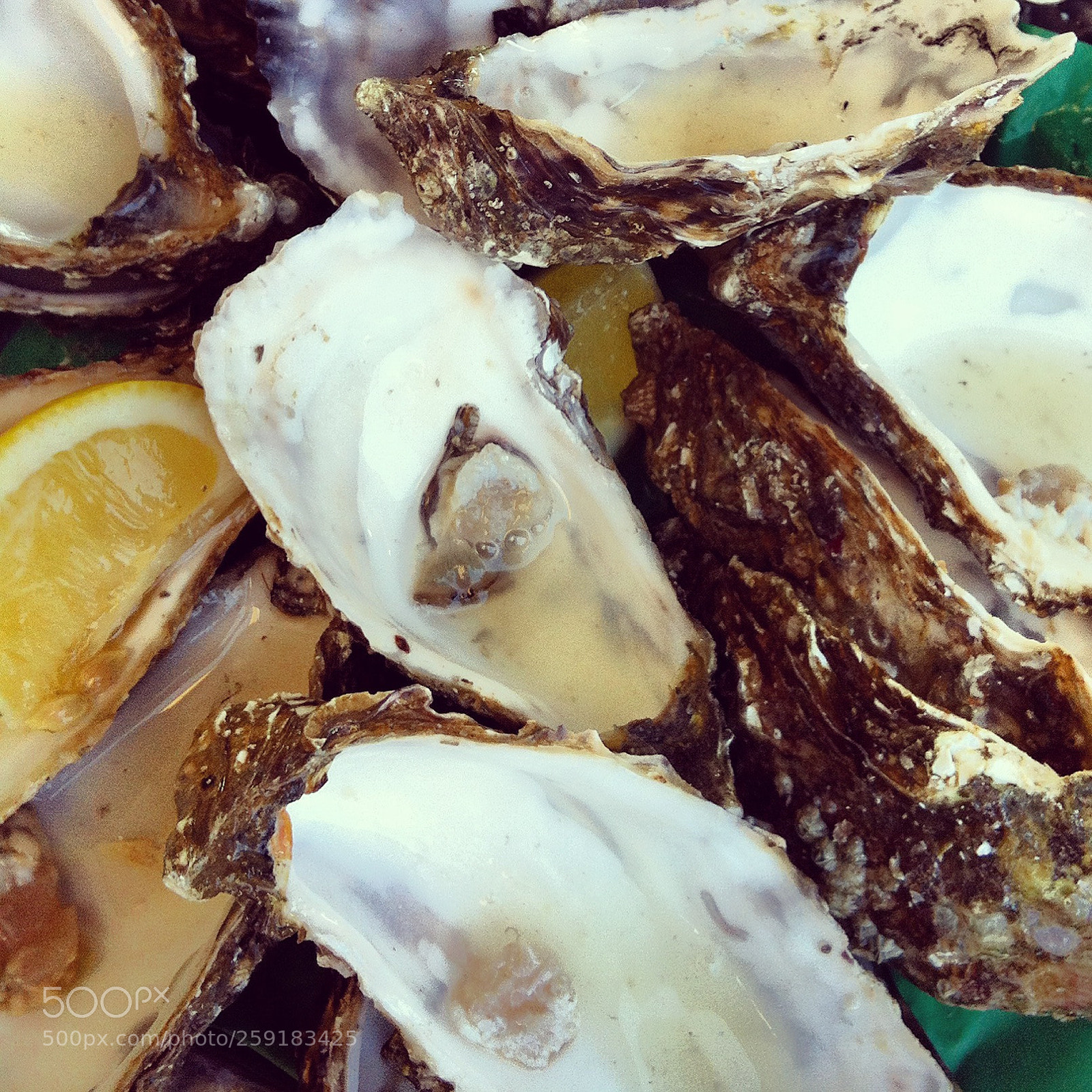 Apple iPhone 4 sample photo. Oyster photography