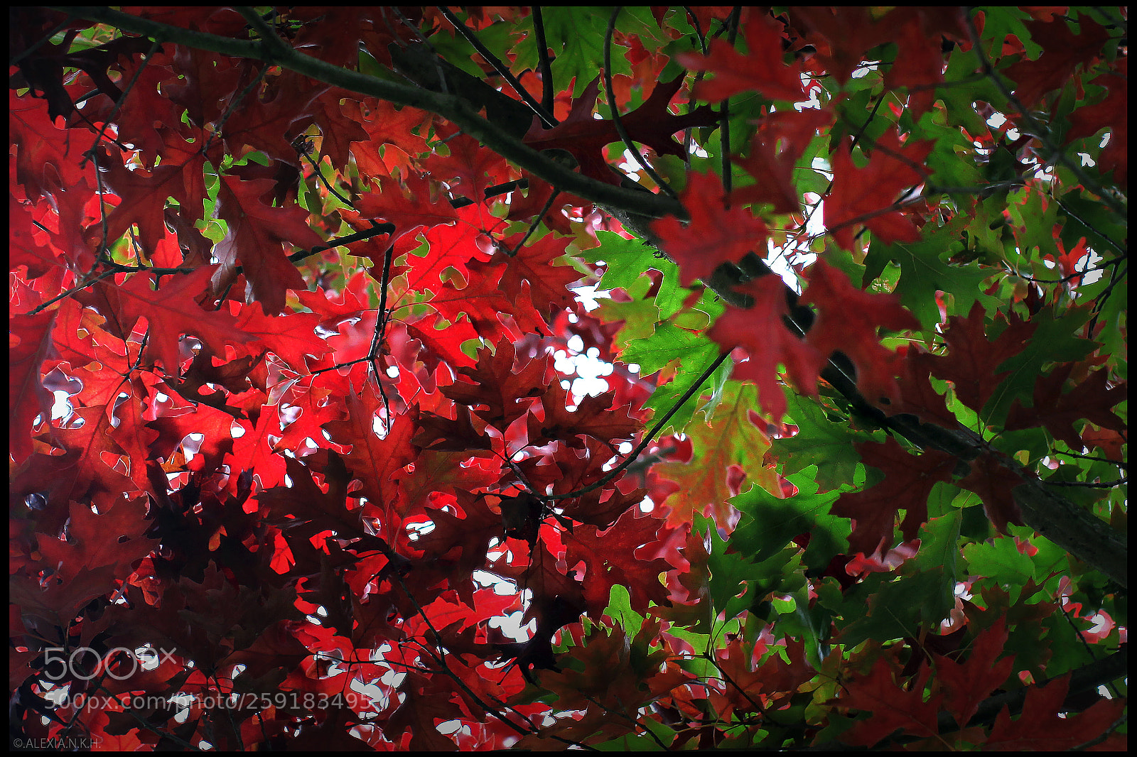 Canon EOS 5D Mark II sample photo. Shades&shapes of autumn photography
