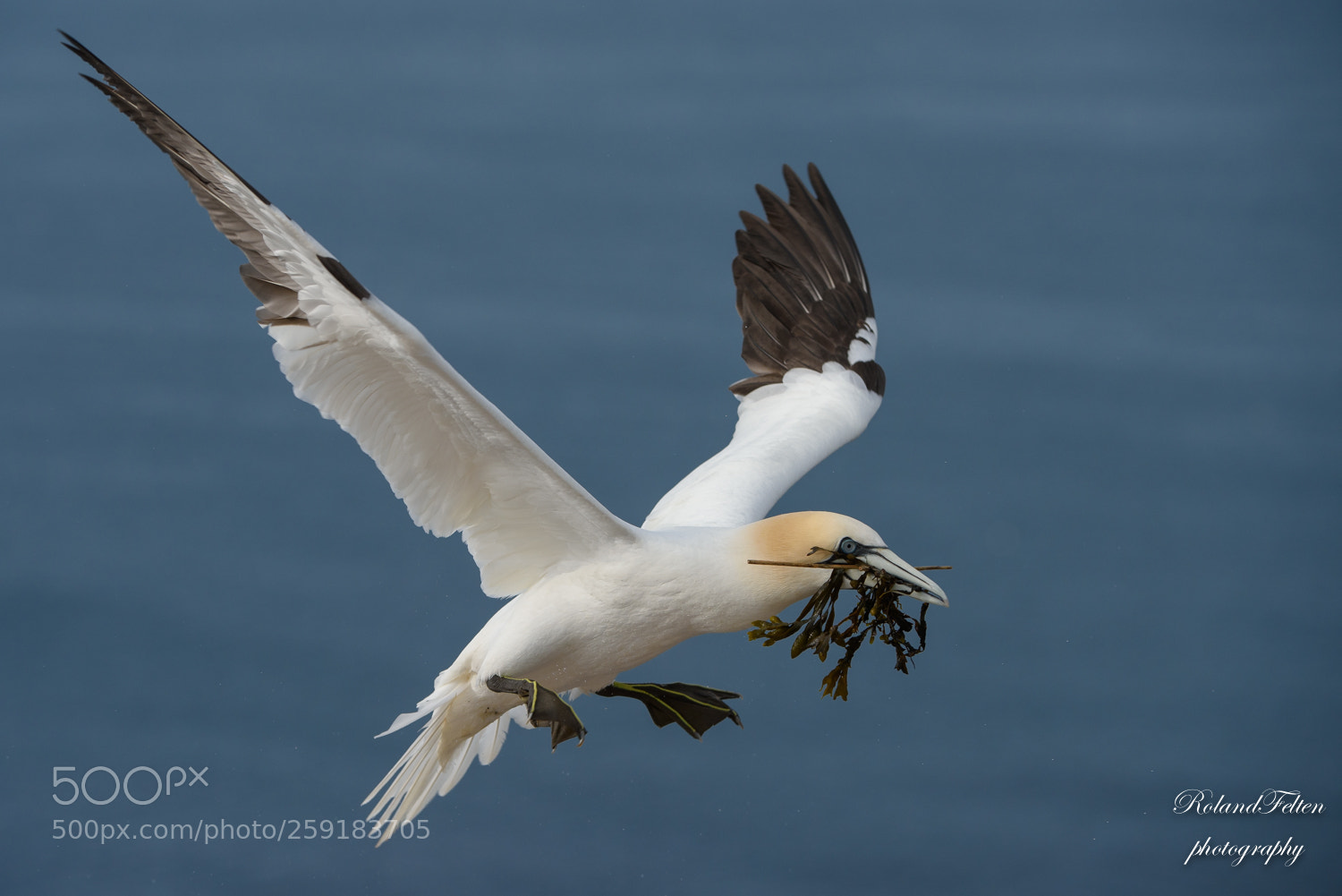 Nikon D810 sample photo. Nest builder photography
