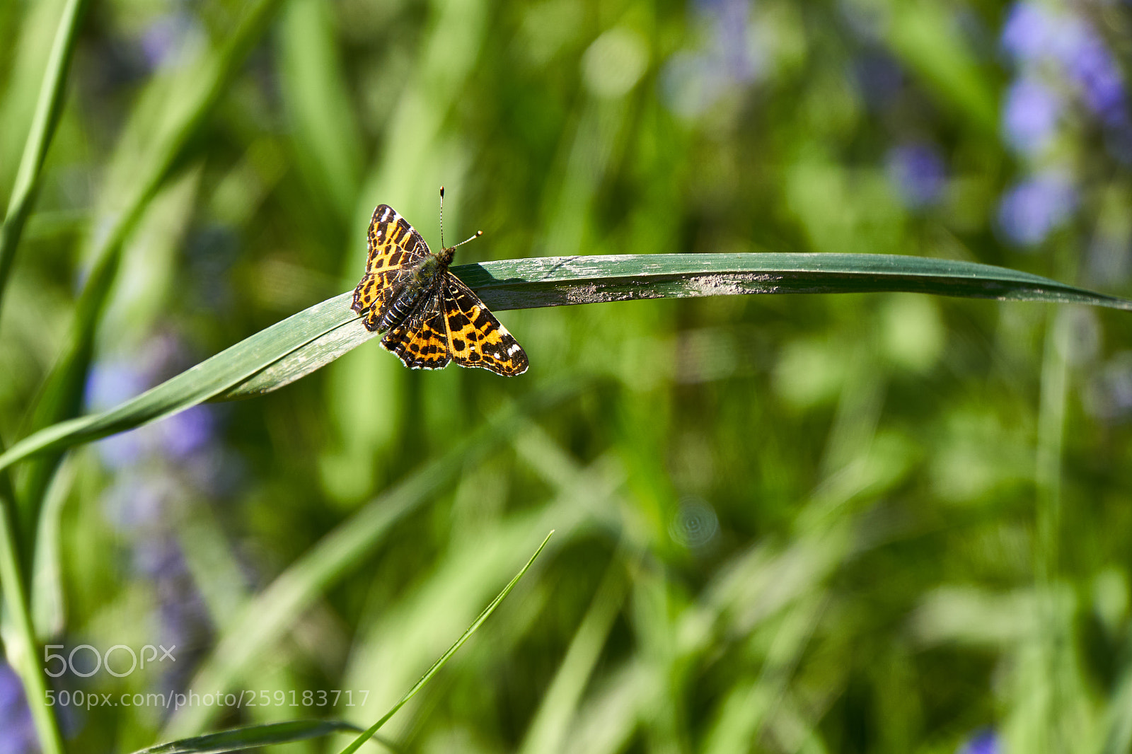 Sony a6000 sample photo. Butterfly photography