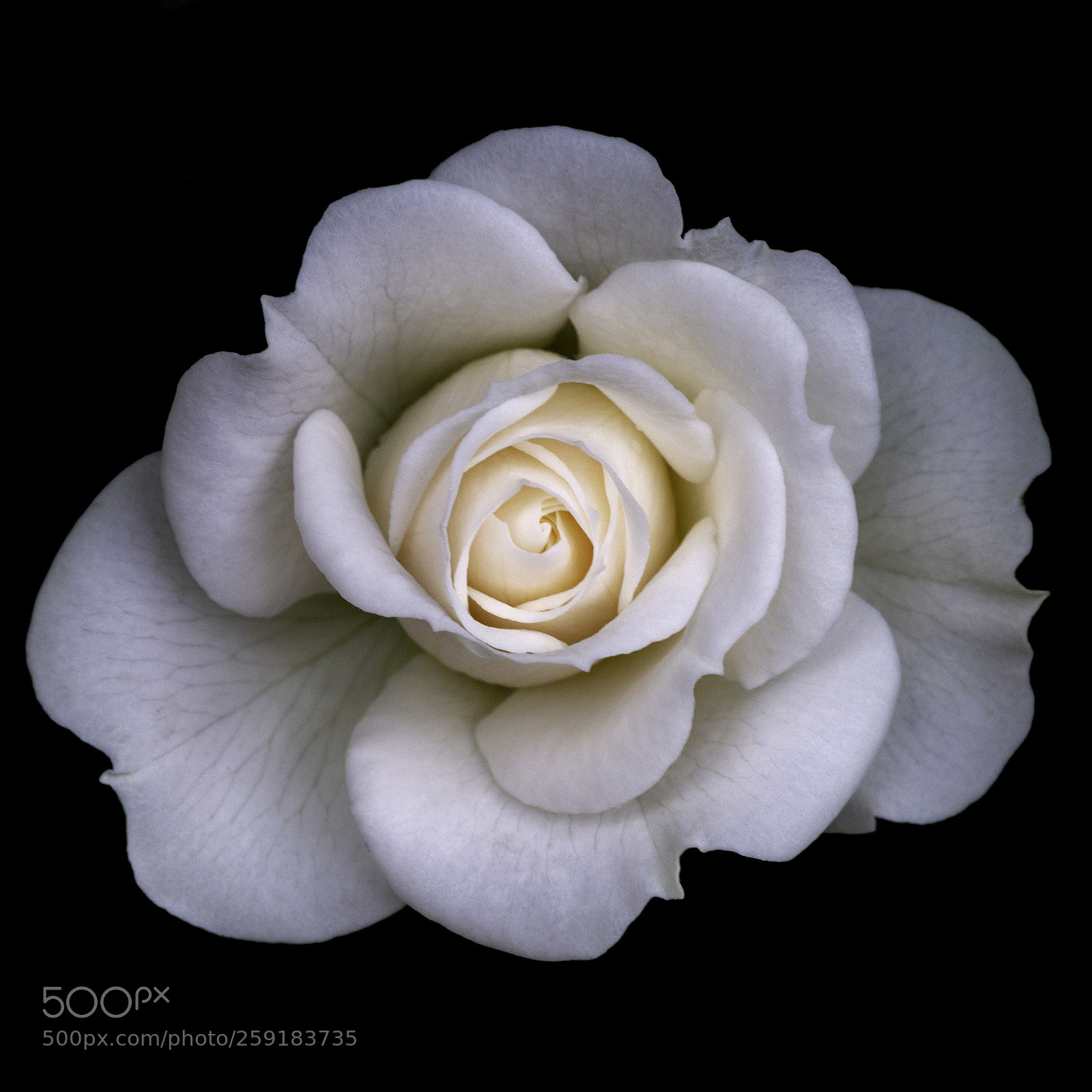 Nikon D800 sample photo. Whity photography