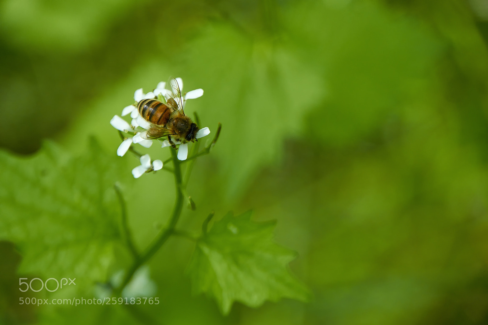 Sony a6000 sample photo. Biene photography