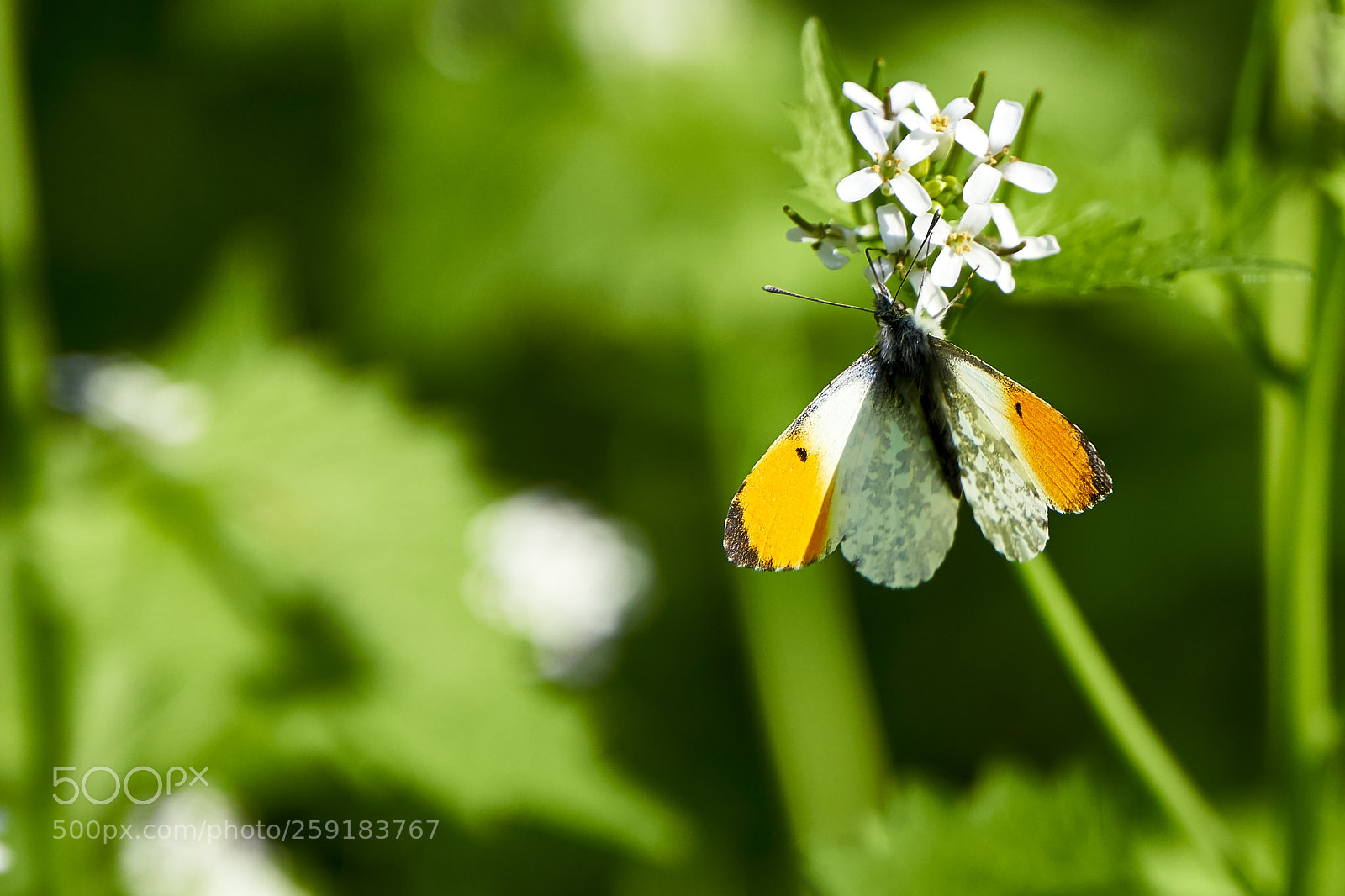 Sony a6000 sample photo. Butterfly photography