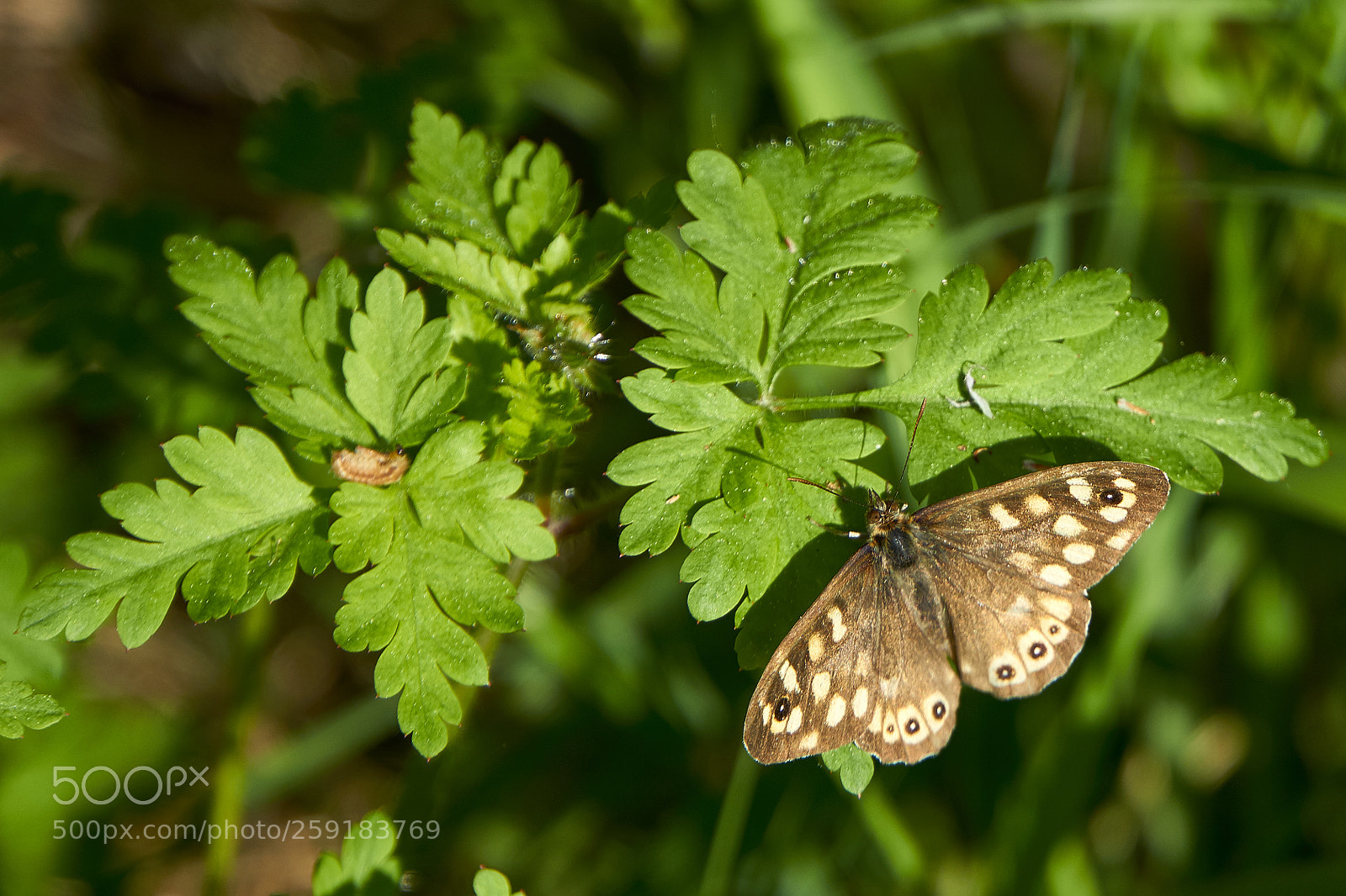 Sony a6000 sample photo. Butterfly photography