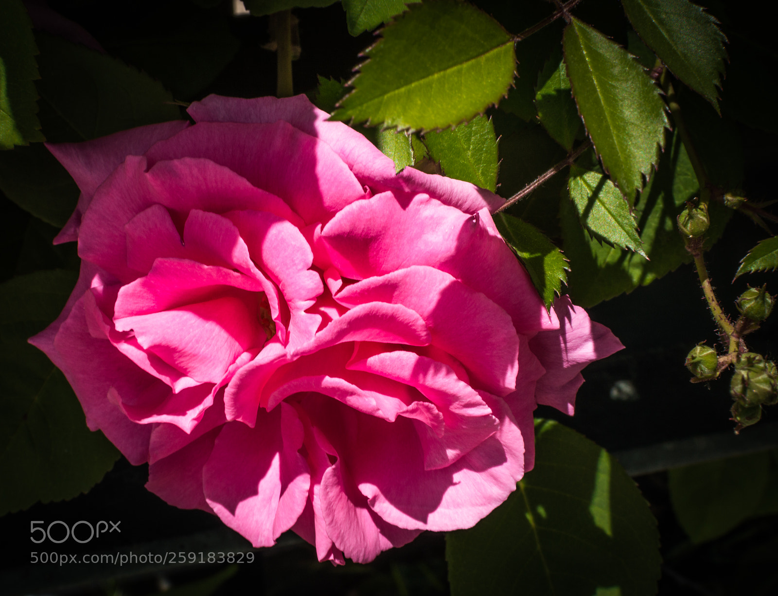 Nikon D3200 sample photo. Pink rose photography
