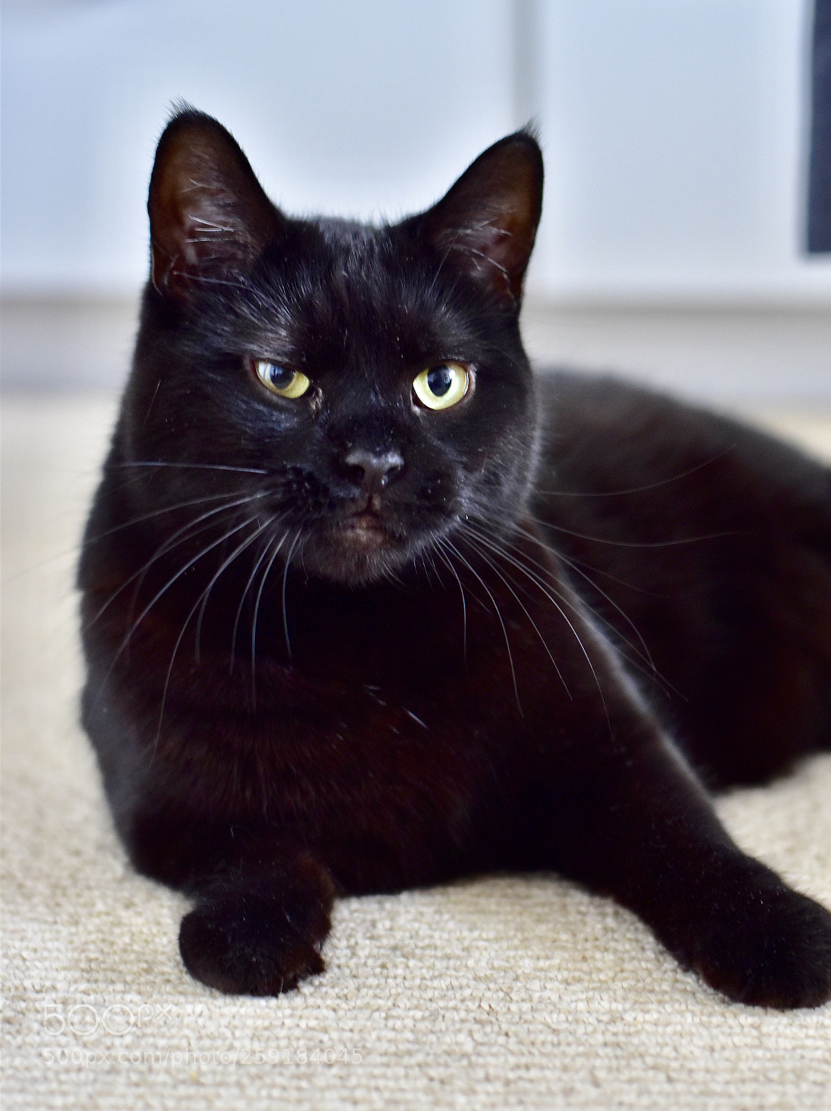 Nikon D5600 sample photo. Unimpressed melody photography