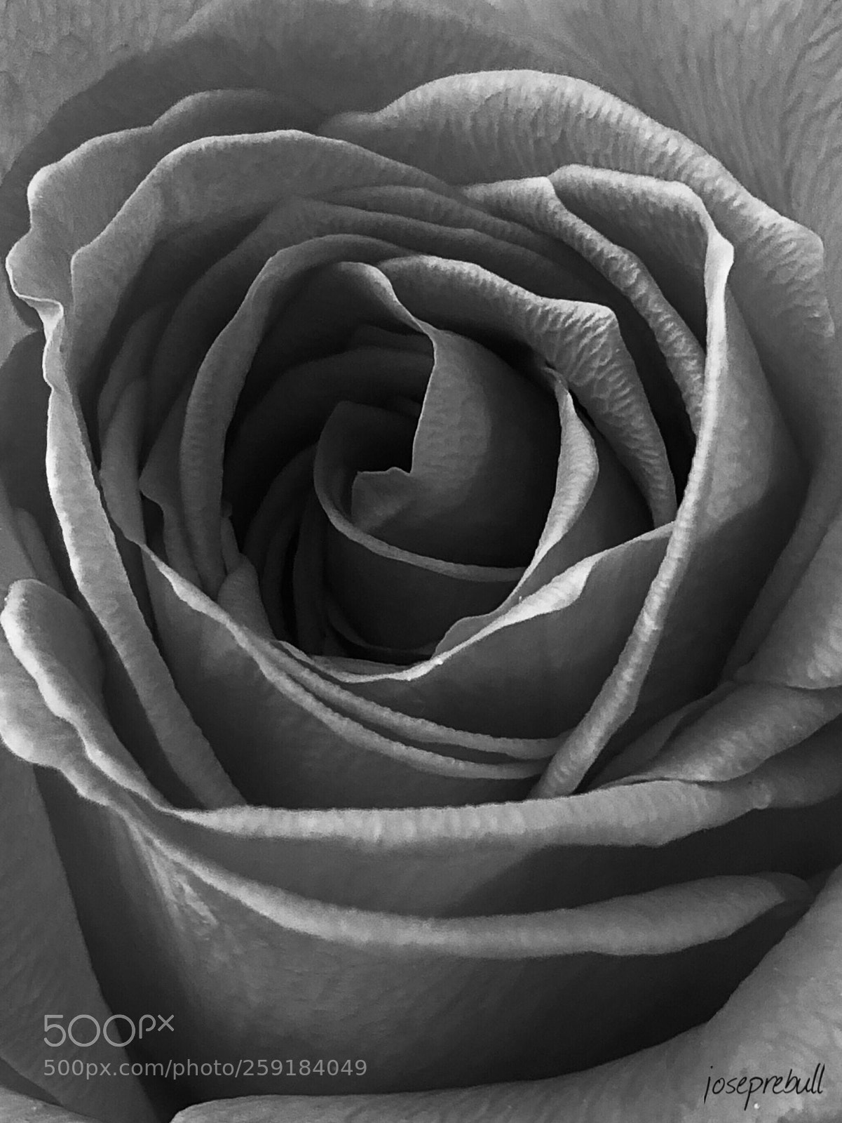 Apple iPhone 8 Plus sample photo. Rosa photography