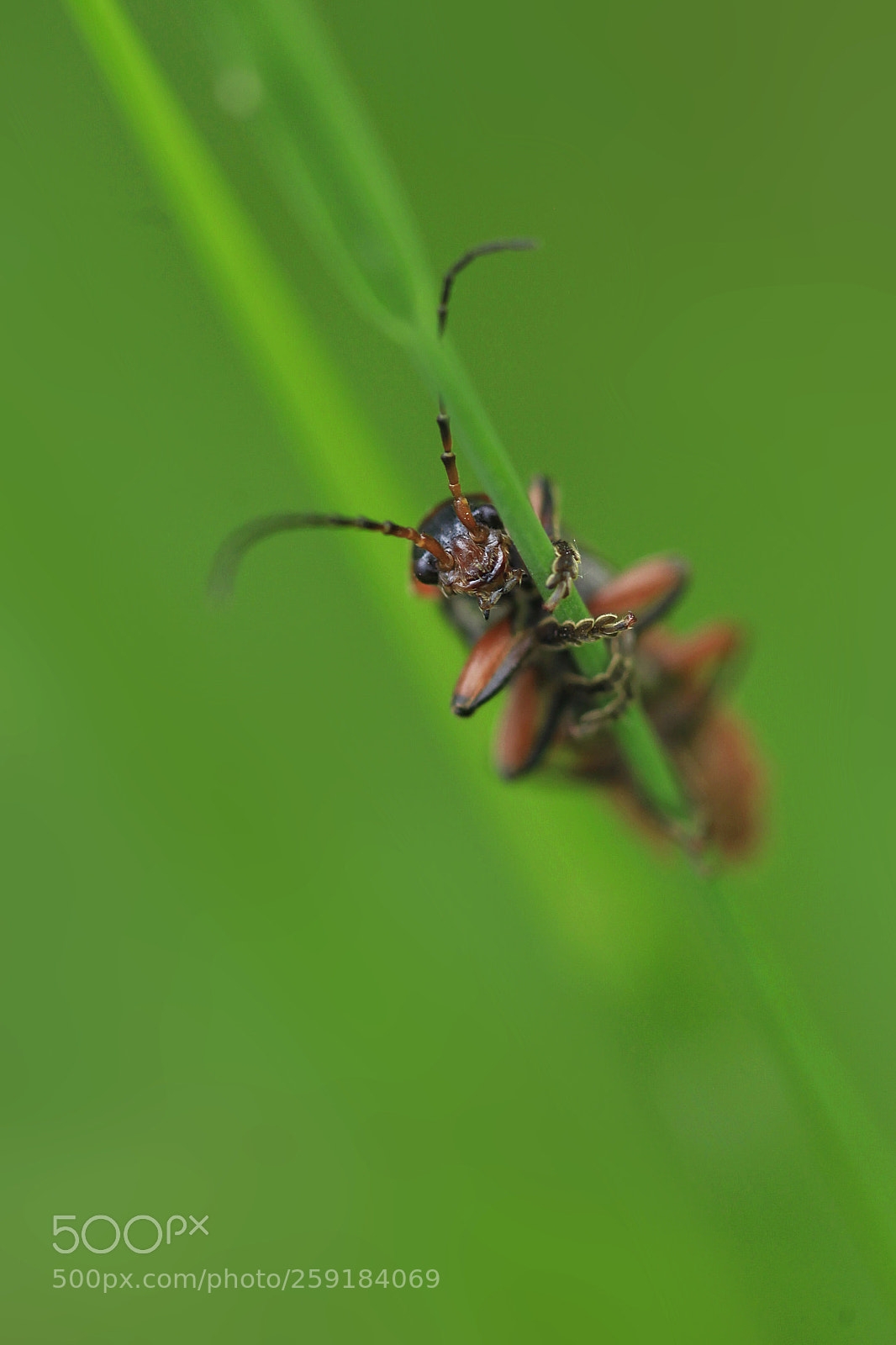 Canon EOS 5D Mark II sample photo. Cute bug sitting on photography